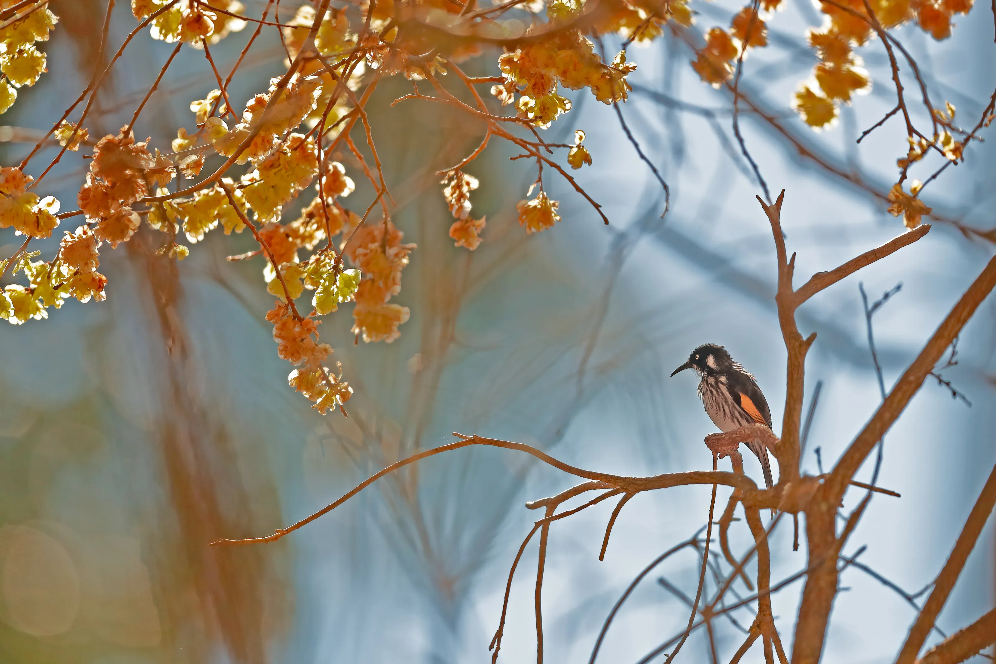 Spring Honeyeater
