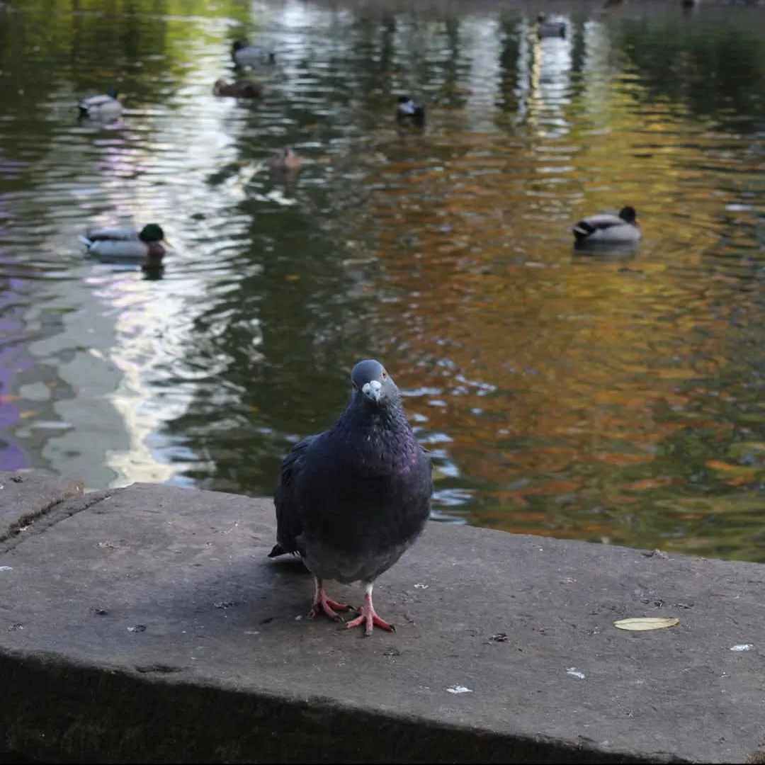 Pigeon