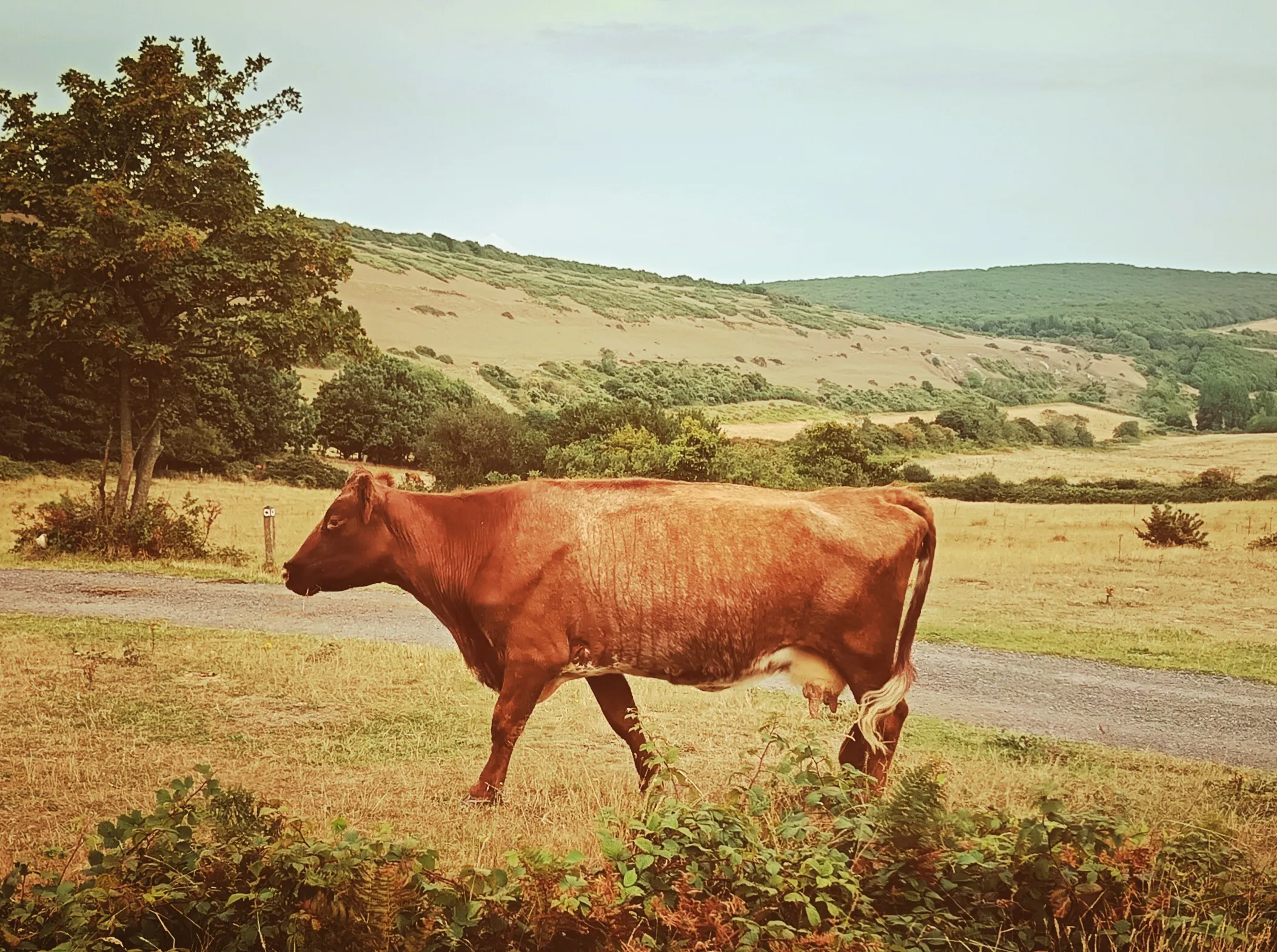 The Wild Cow