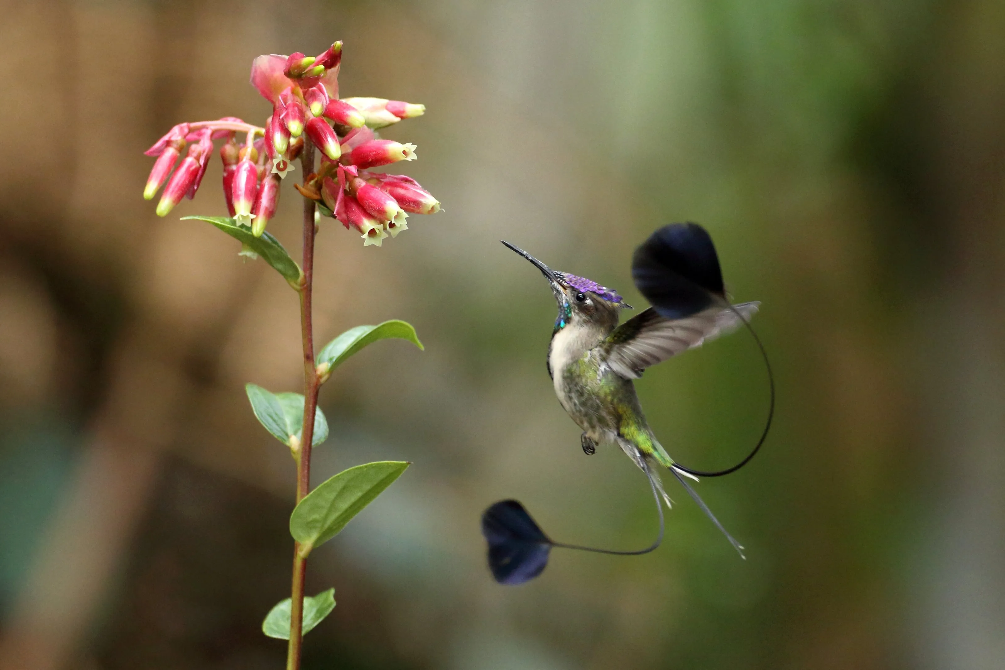 Marvelous in flight