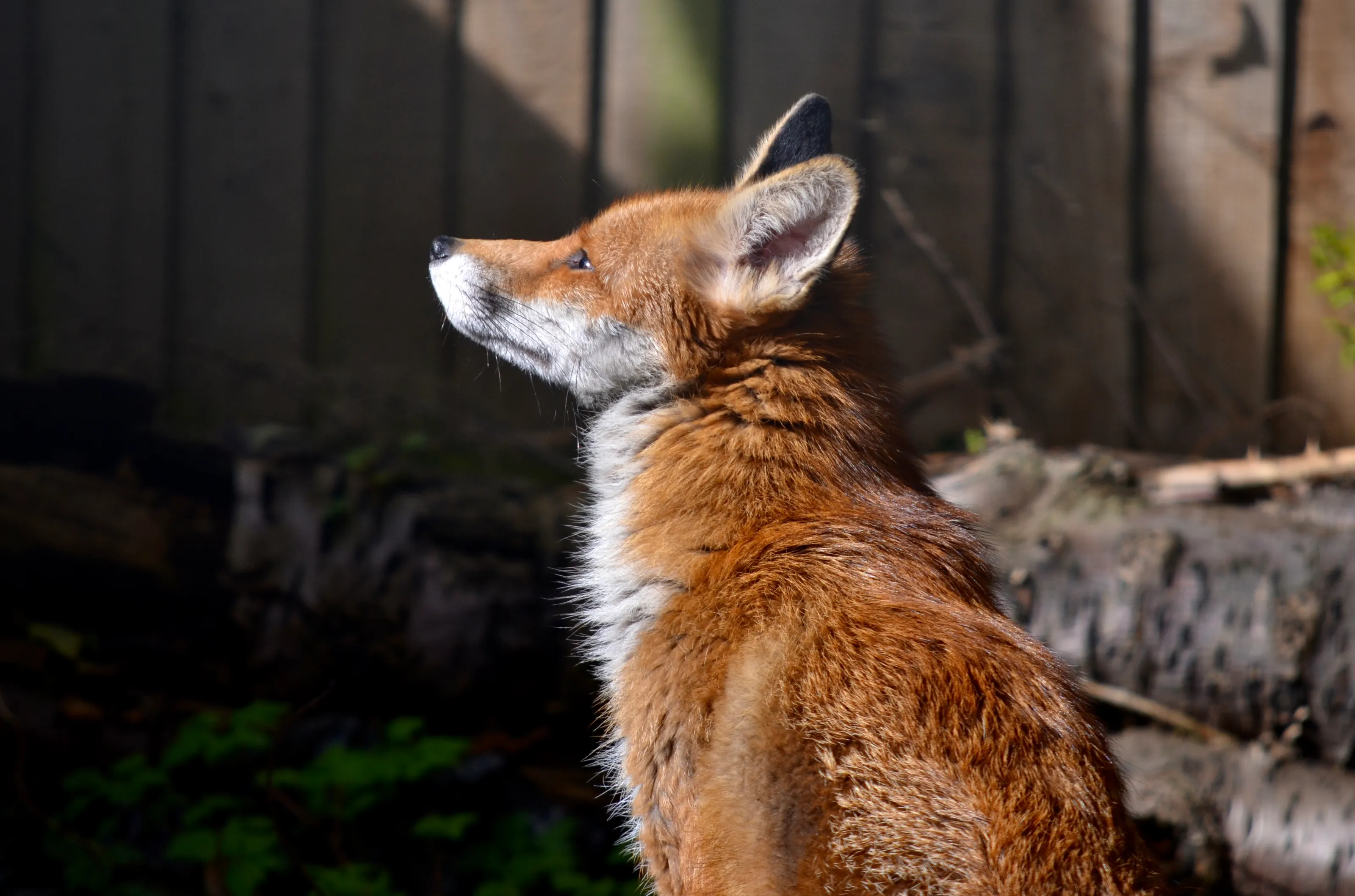 Wondering Fox