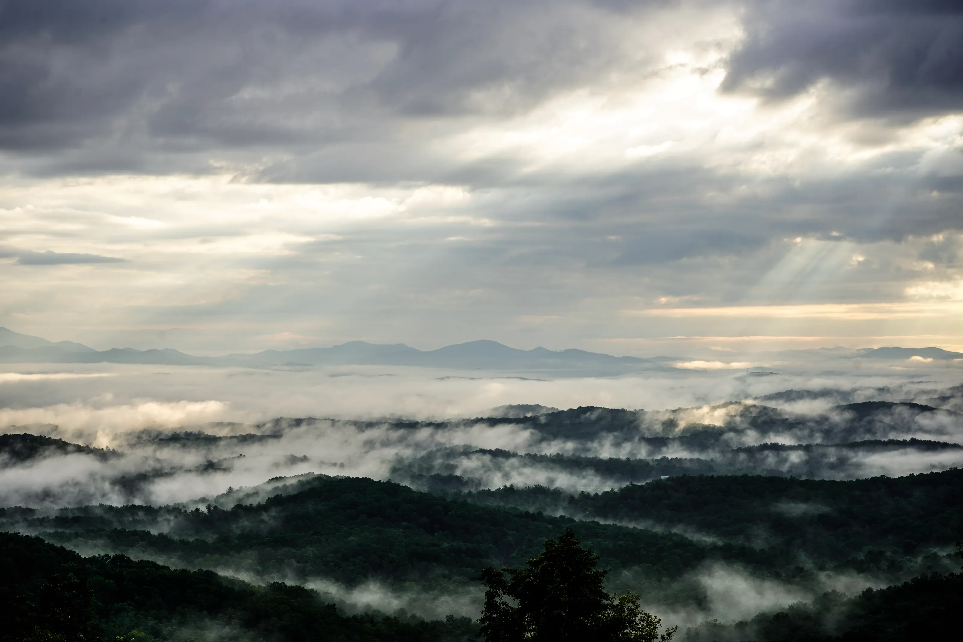 Whispers of the Morning Mist