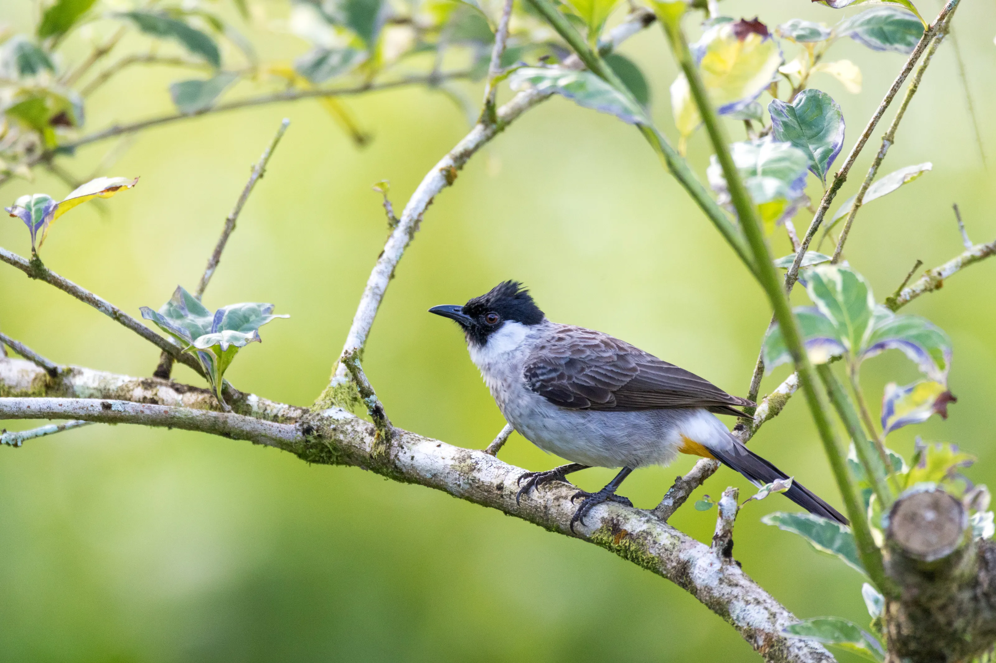 Sooty Headed Bulbul