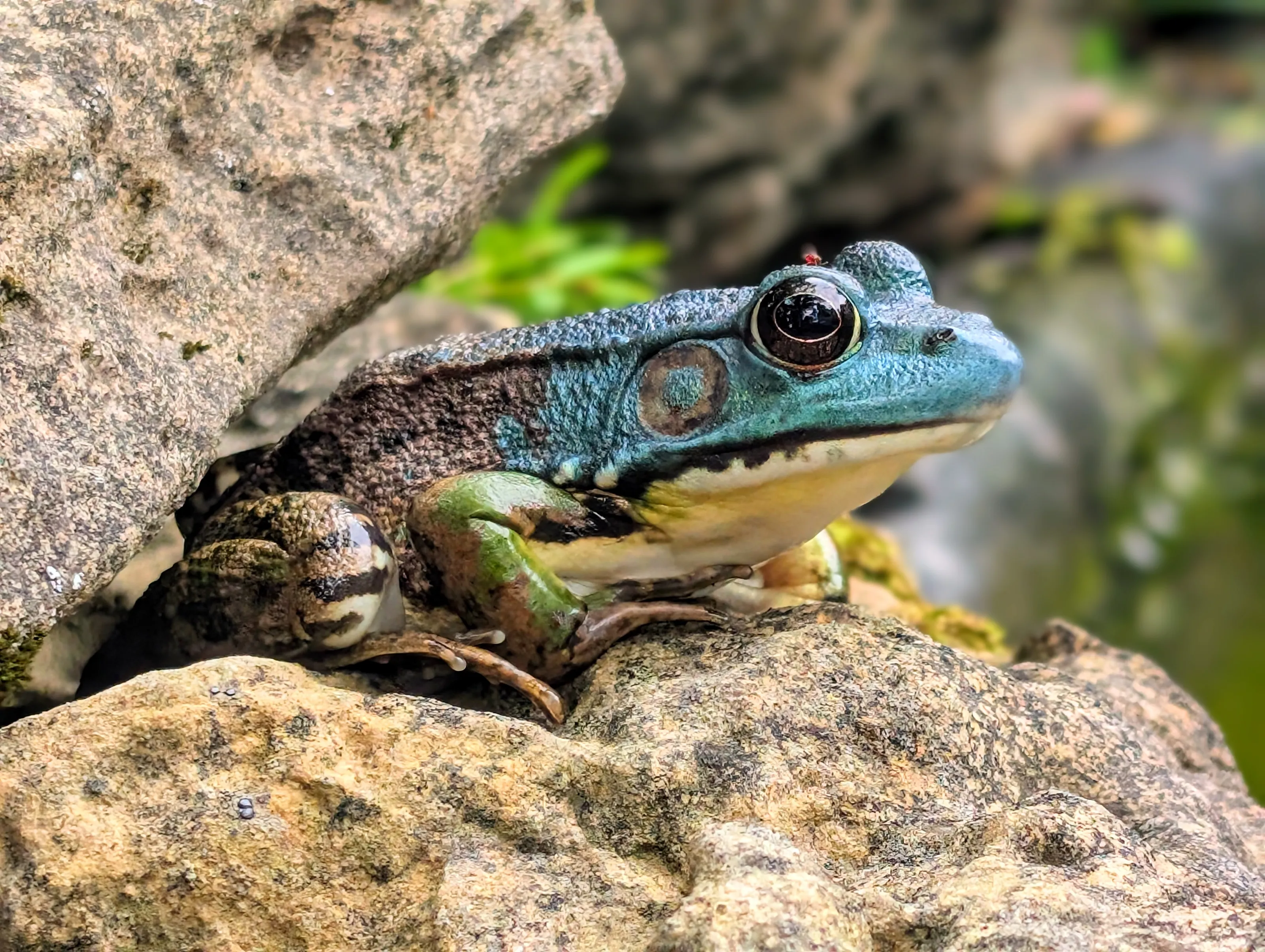 Axanthic Frog