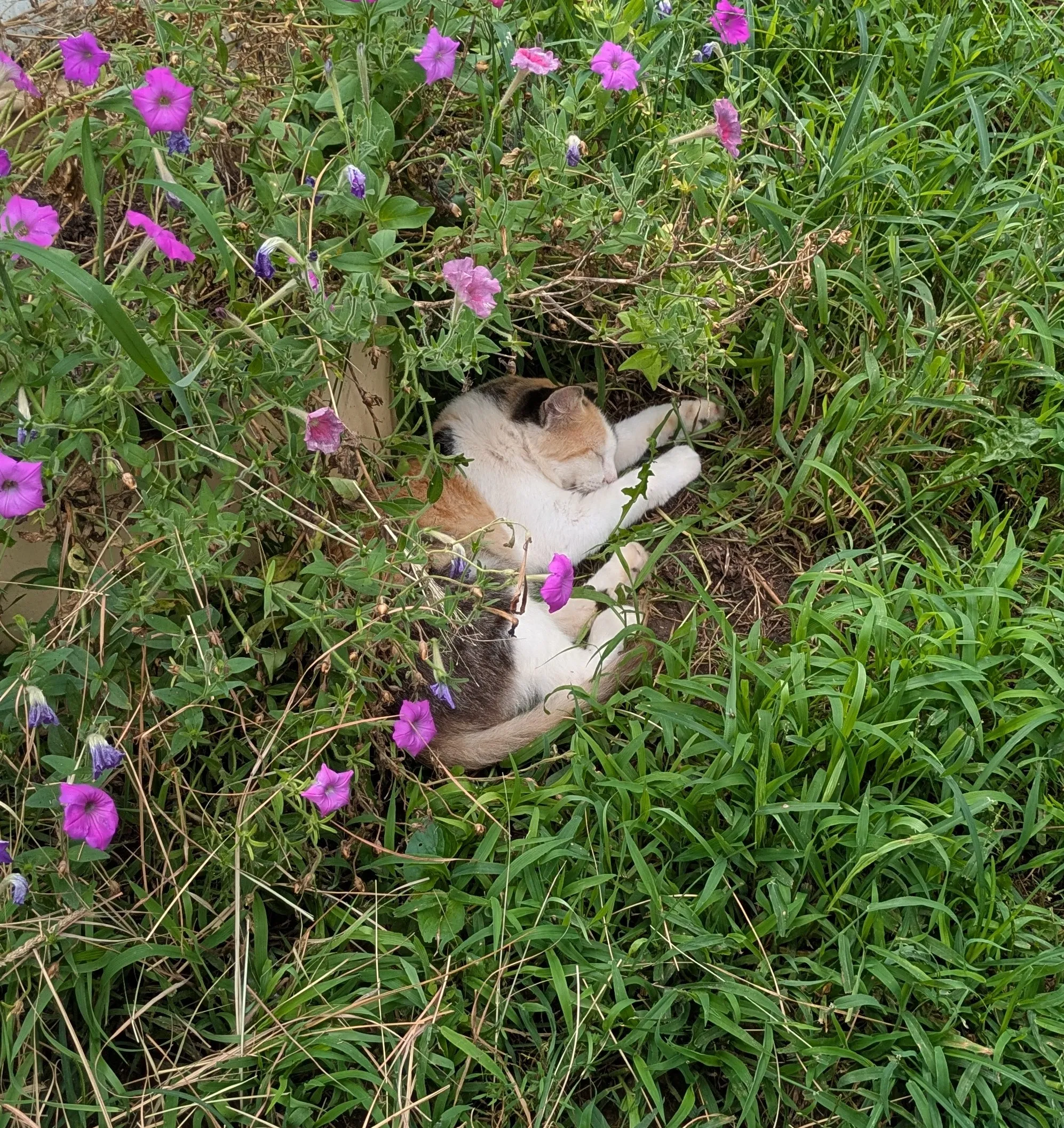 Napping Under the Flowers