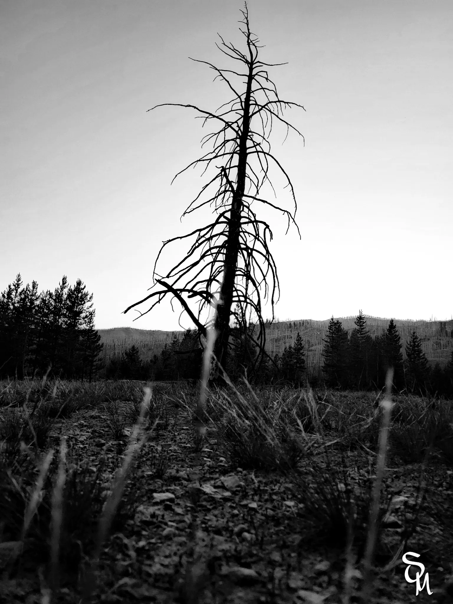 The Quiet Tree