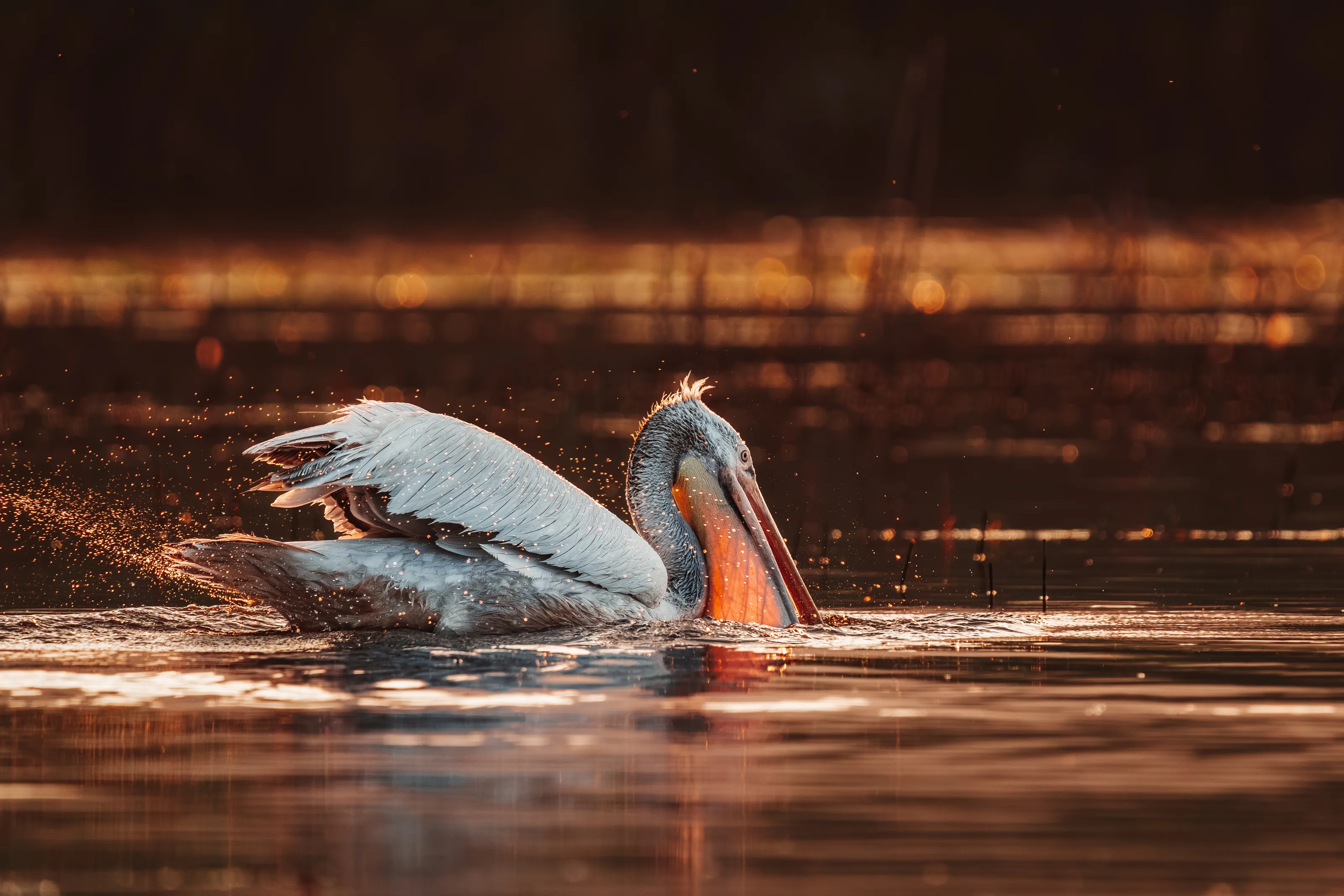 Pelican hunting on sunrise
