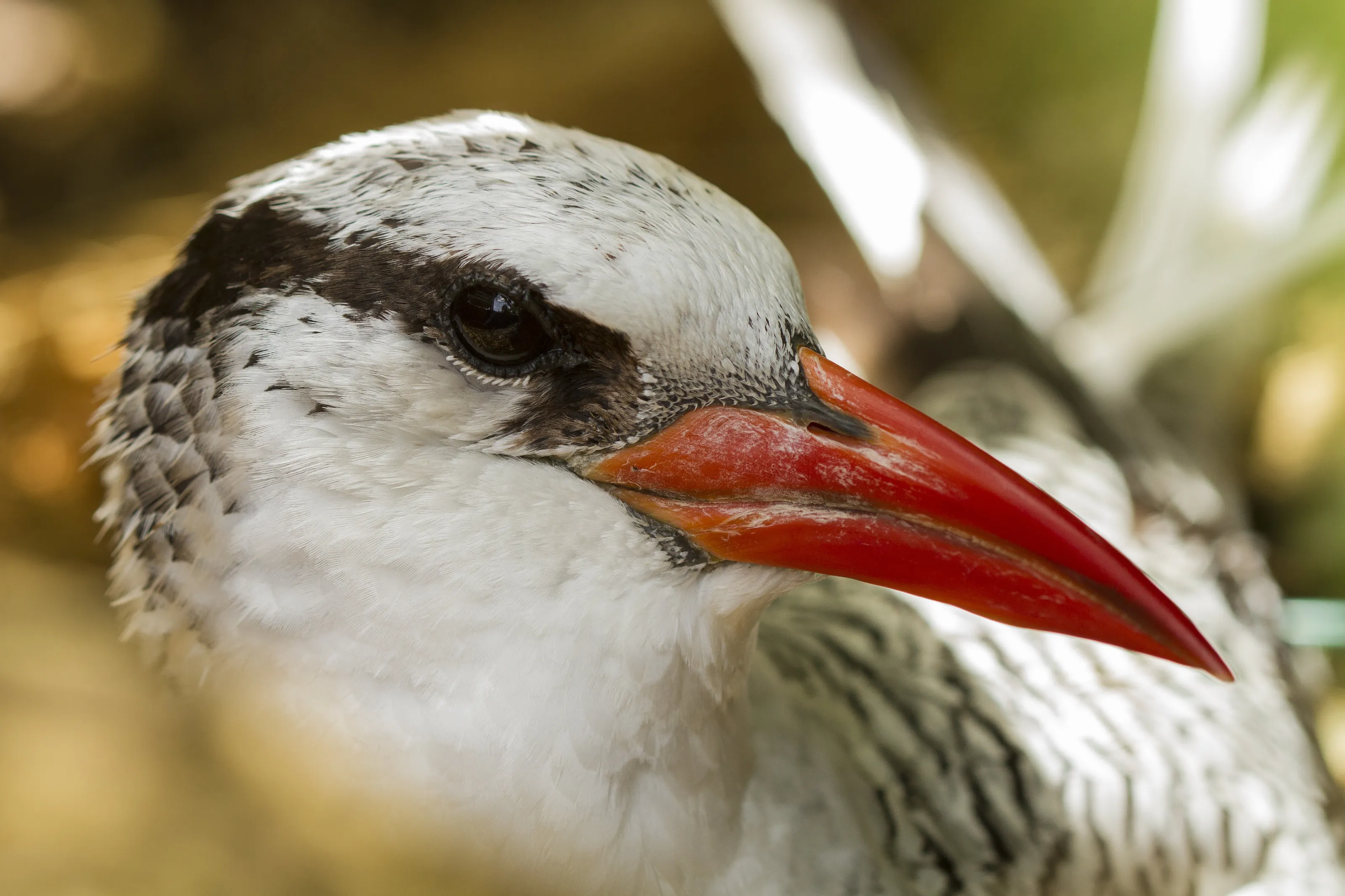 Red-billed Tropicbird