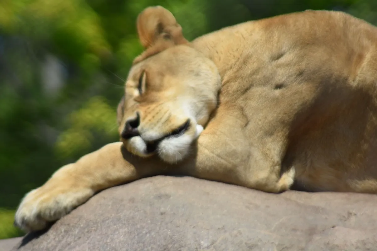 Resting Queen