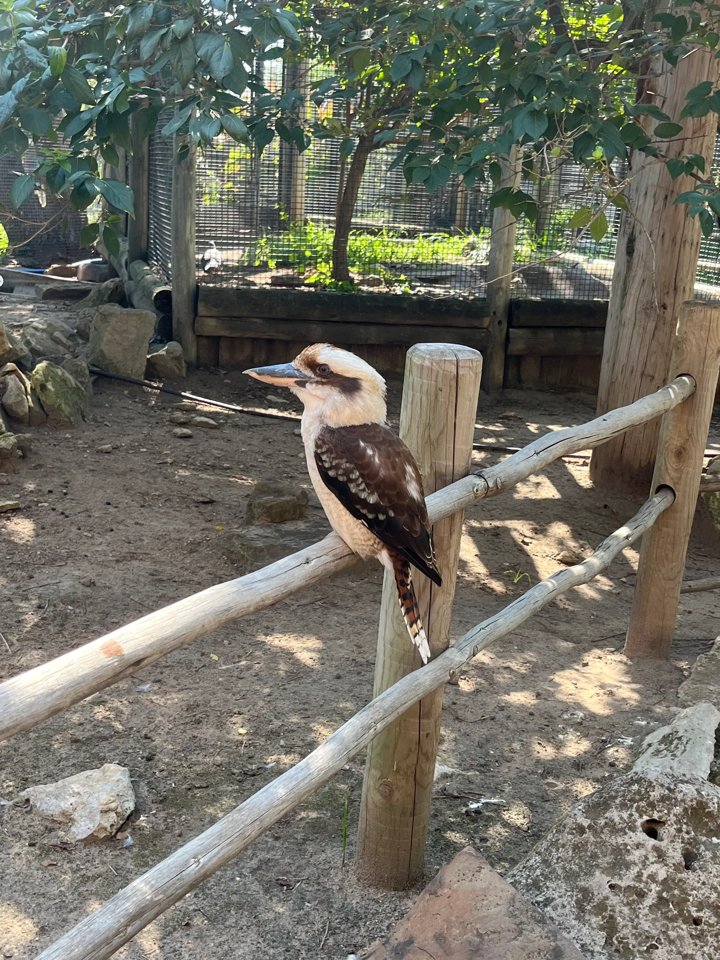 Laughing Kookaburra