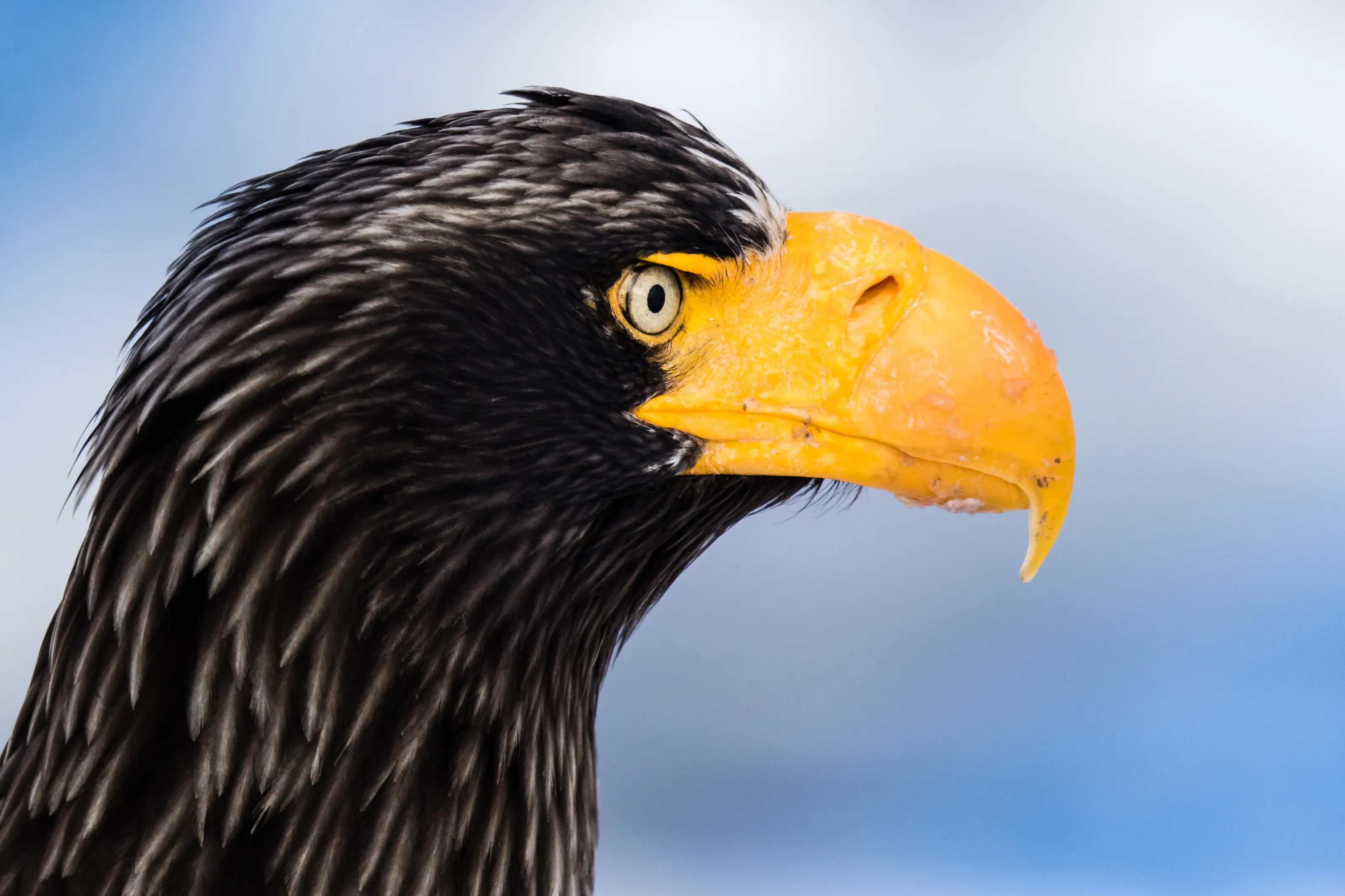 Steller's sea eagle, Rausu, Hokkaido, Japan