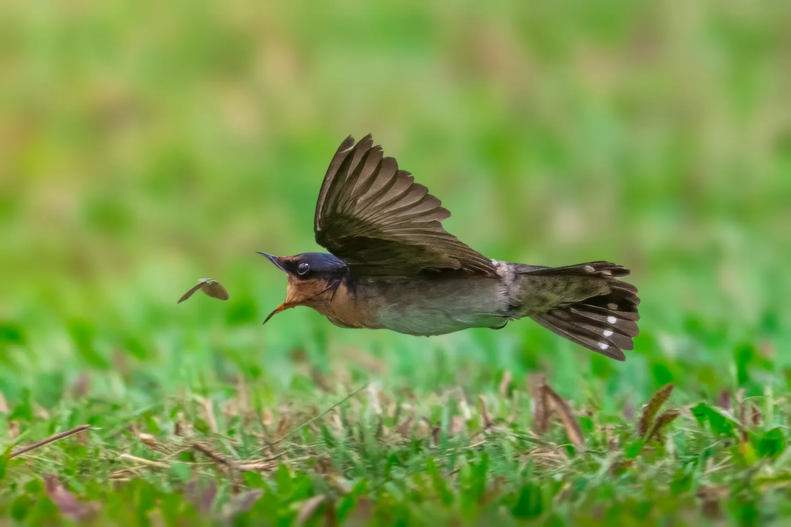 Swallow in Pursuit