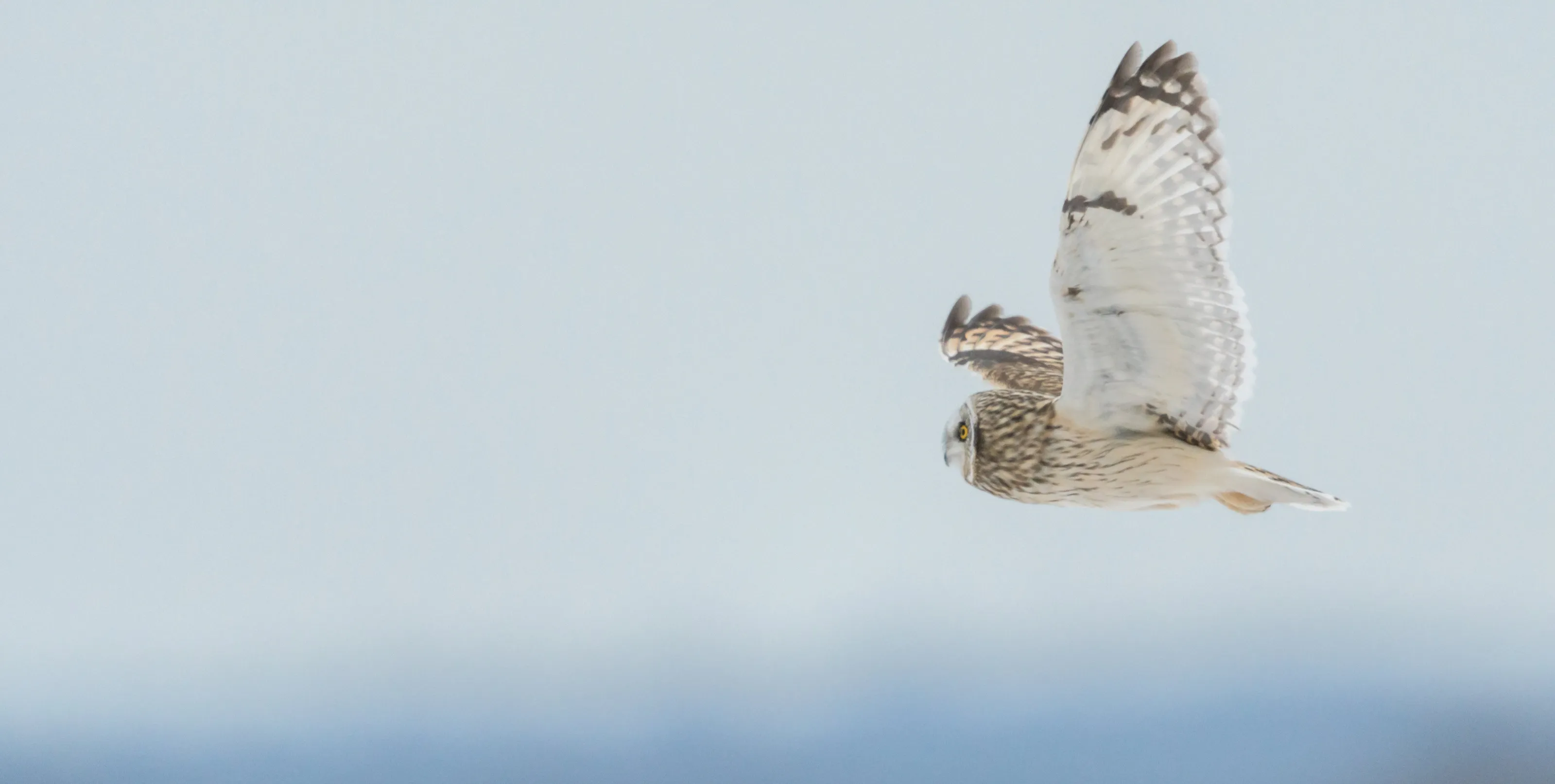 Short-eared Owl