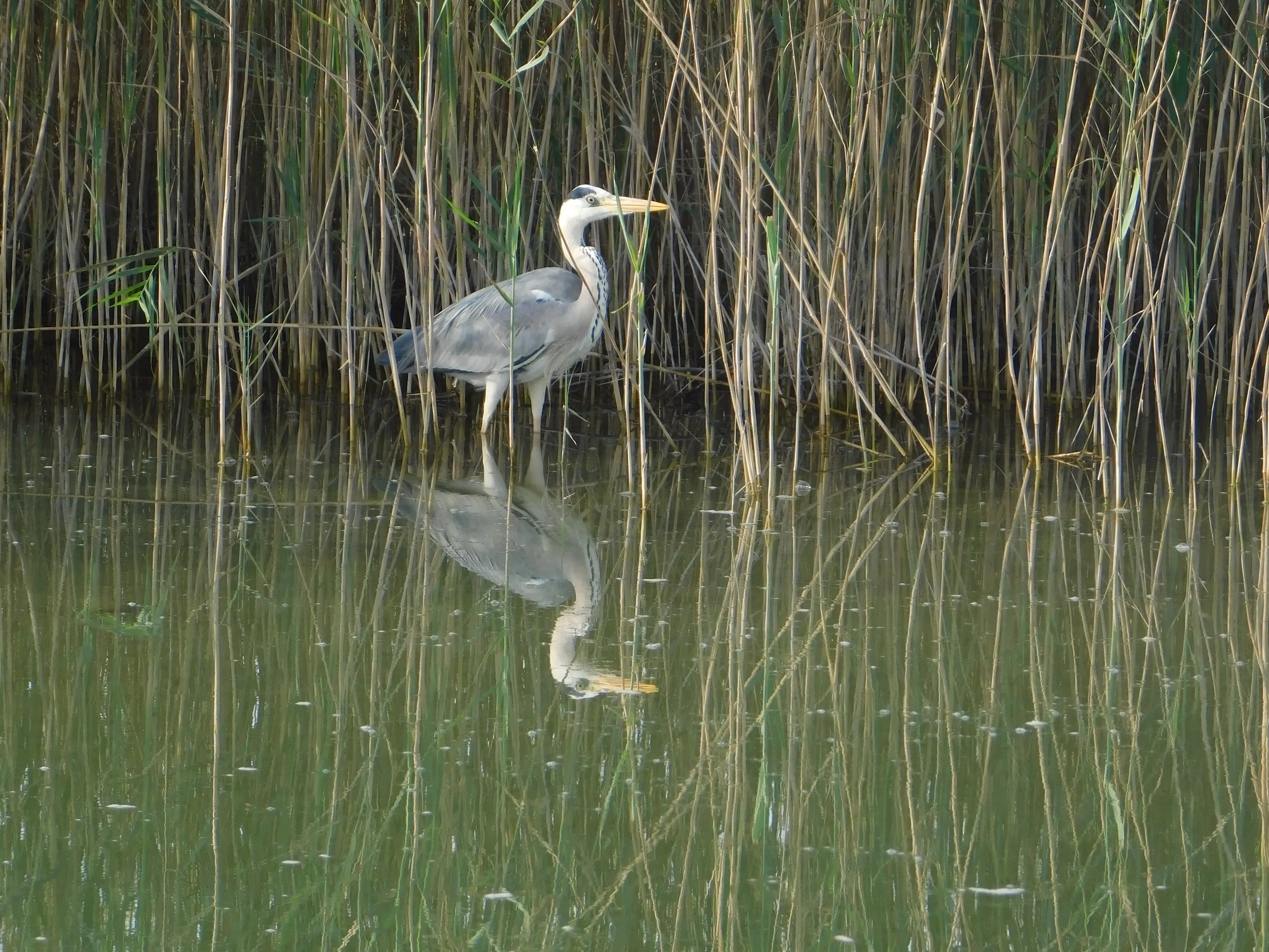 The oasis whispers back a reflection—of a bird chasing hope upon its waters.