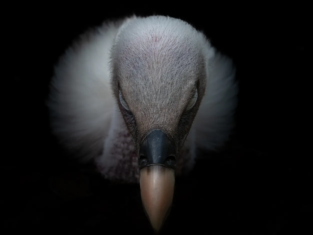 Vulture