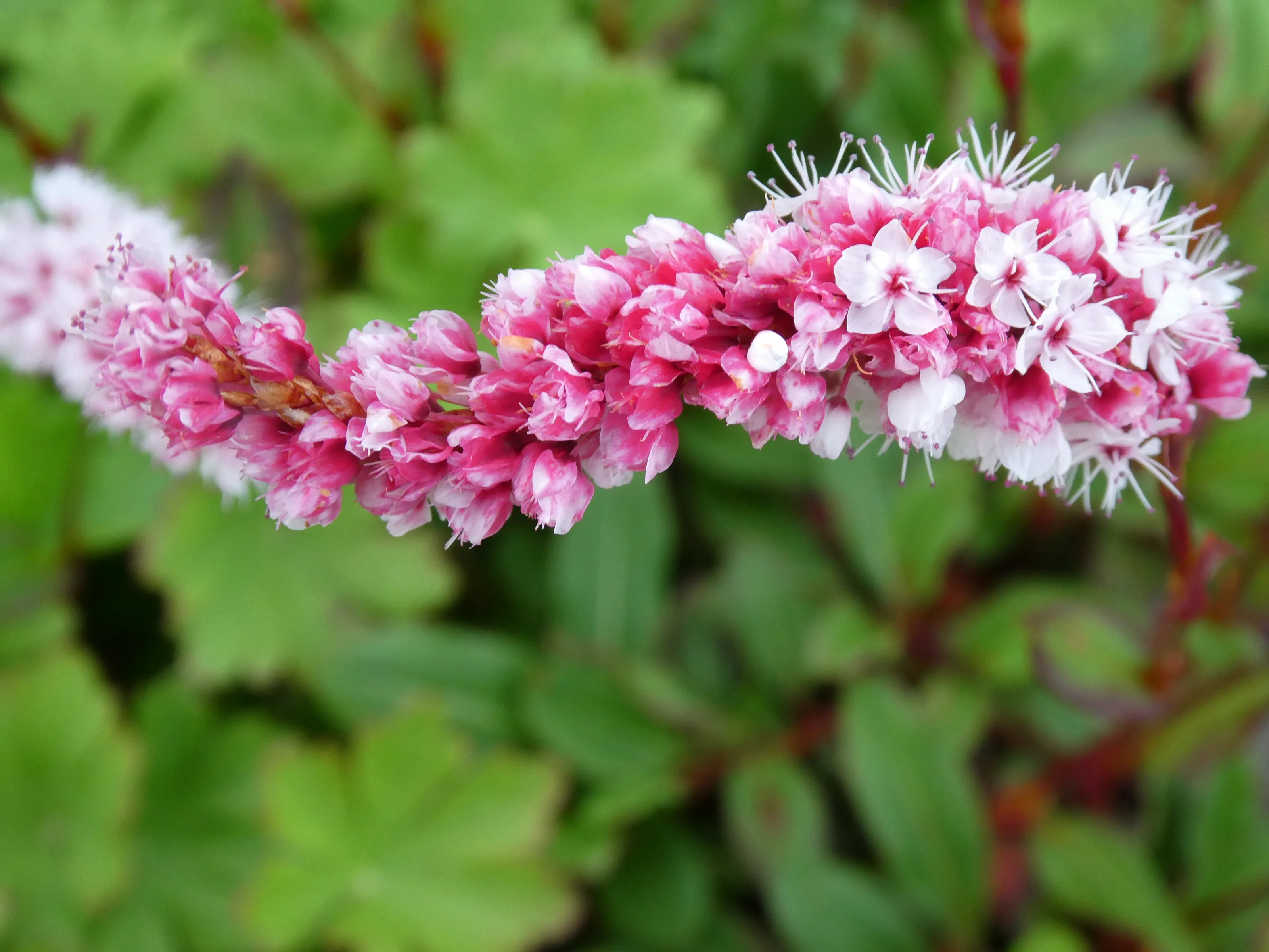 Persicaria affinis – Graceful Cascades of Pink Beauty