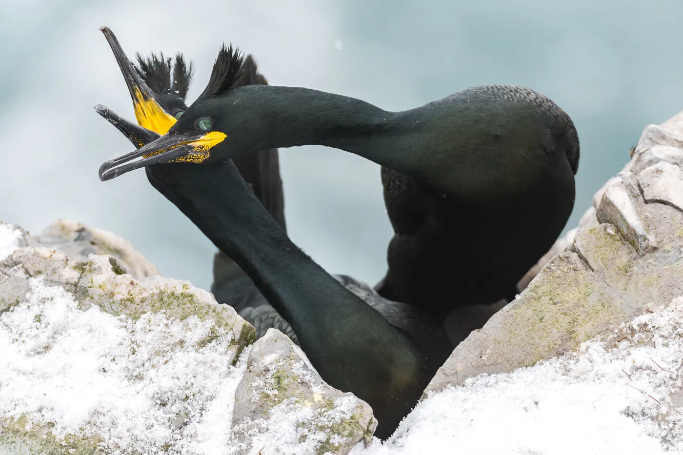 Cormorant love