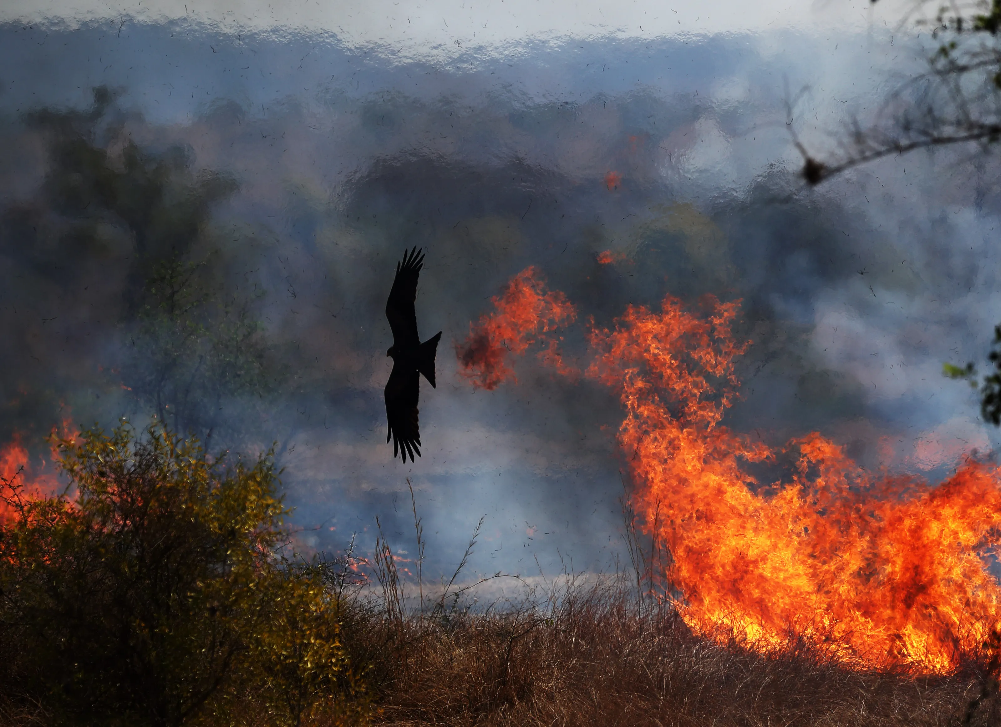 Kite in fire