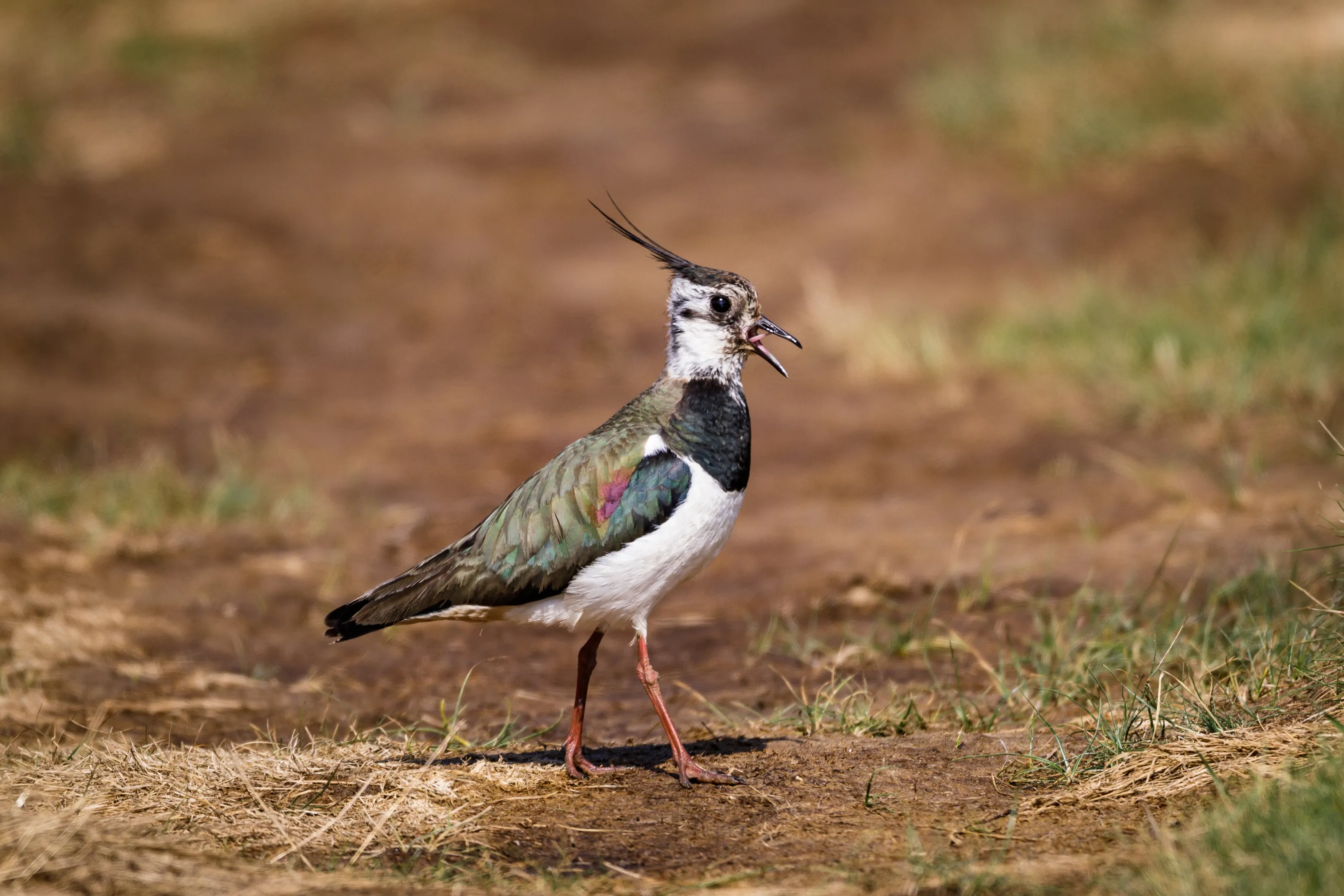 Lapwing