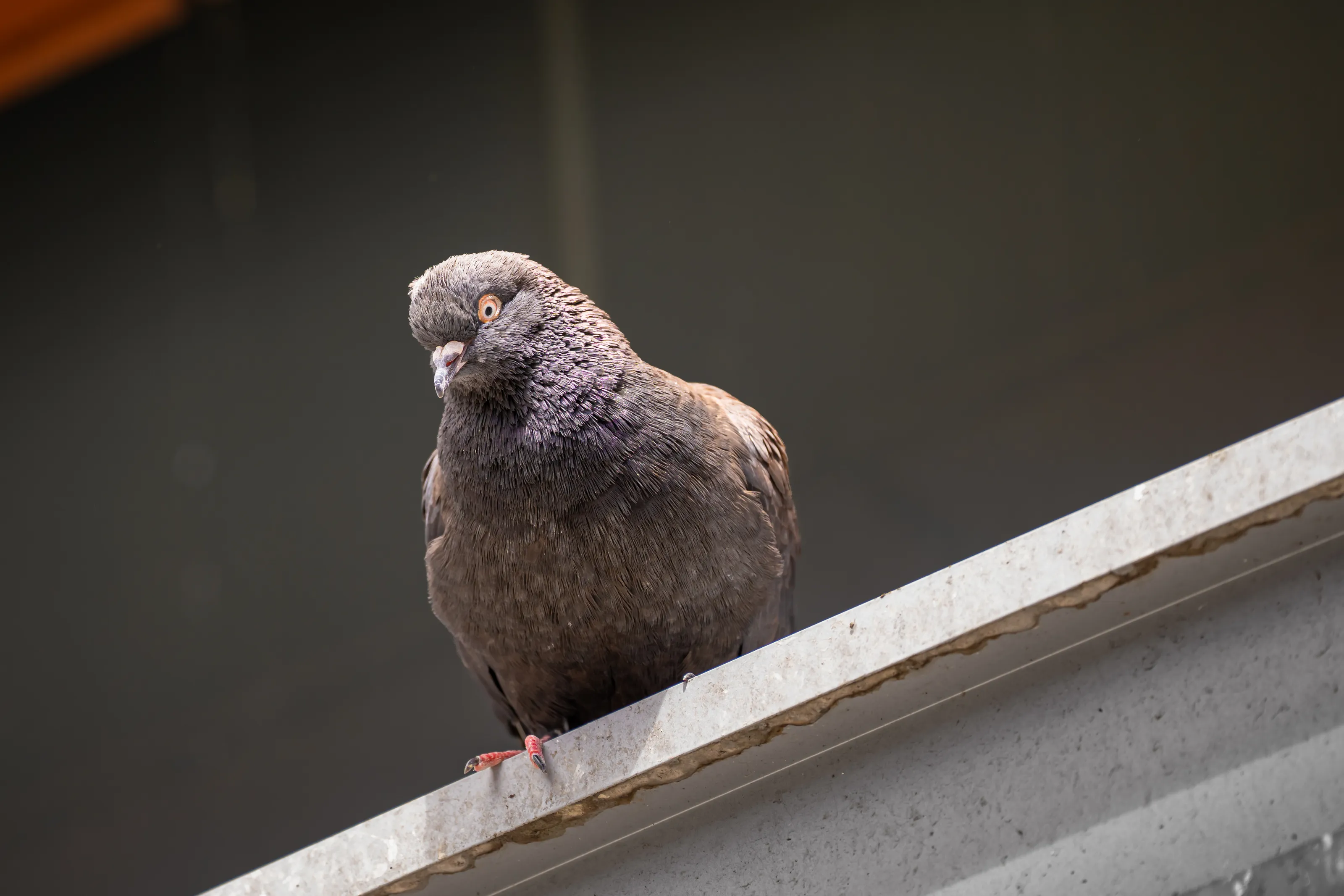 Pigeon with a watchful eye