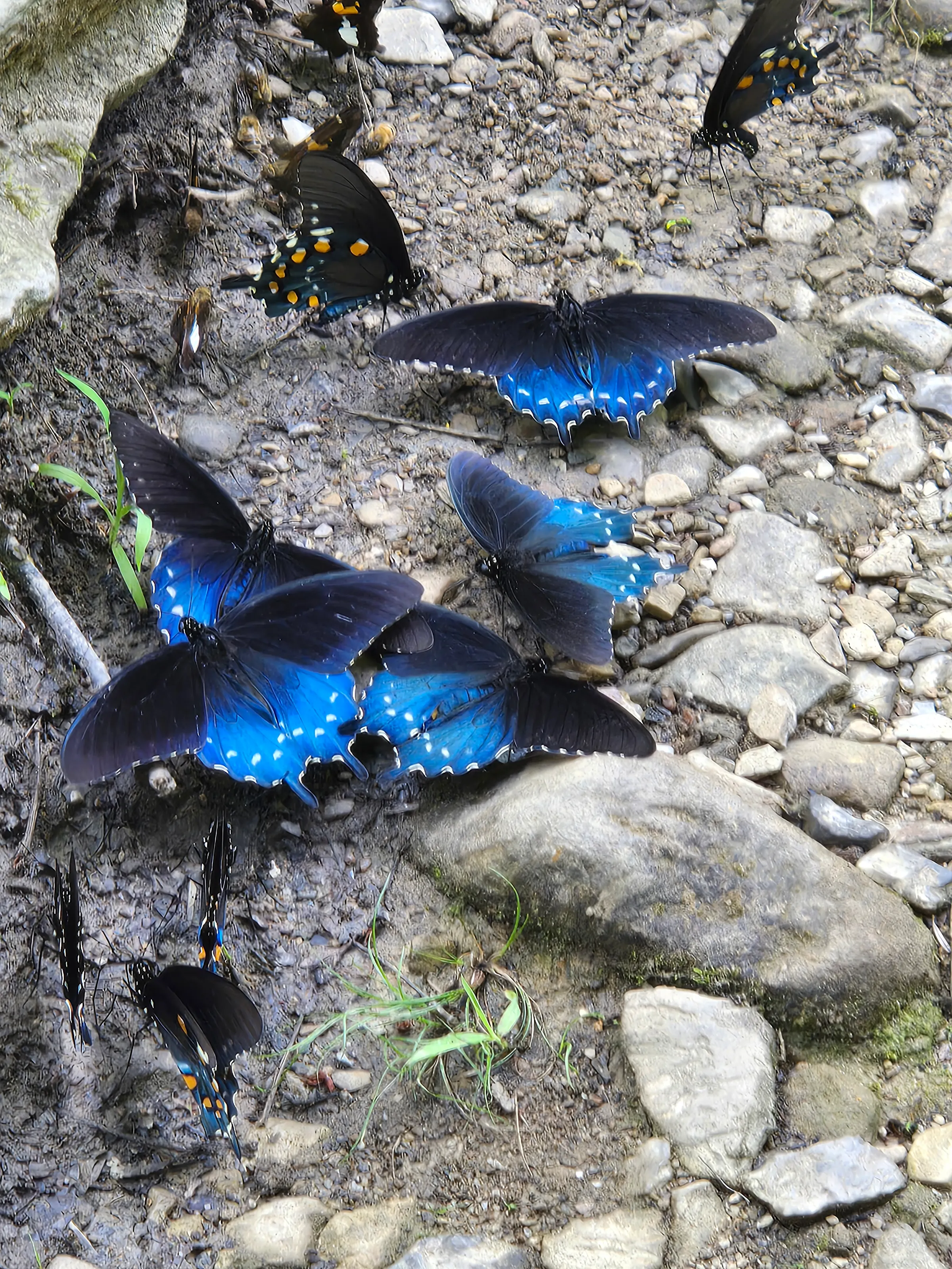 Tennessee butterflies