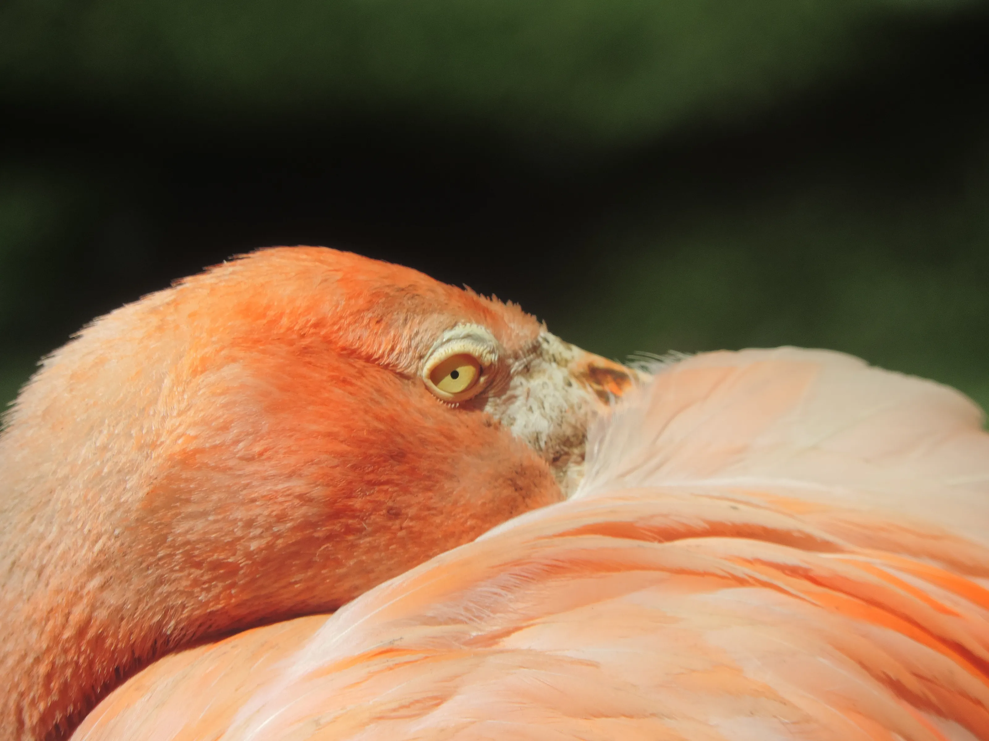 Seeing Flamingo