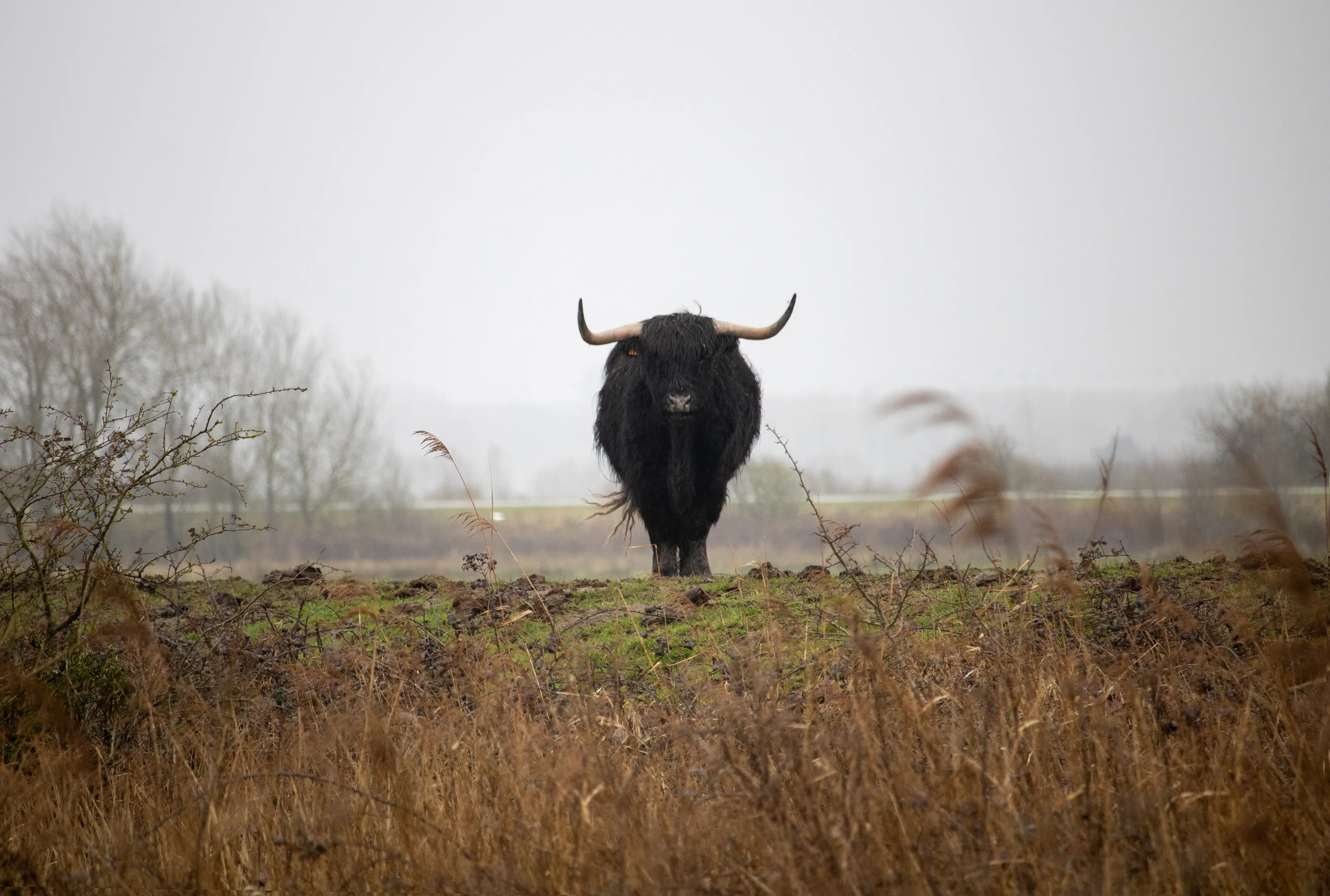 Highland in the wind