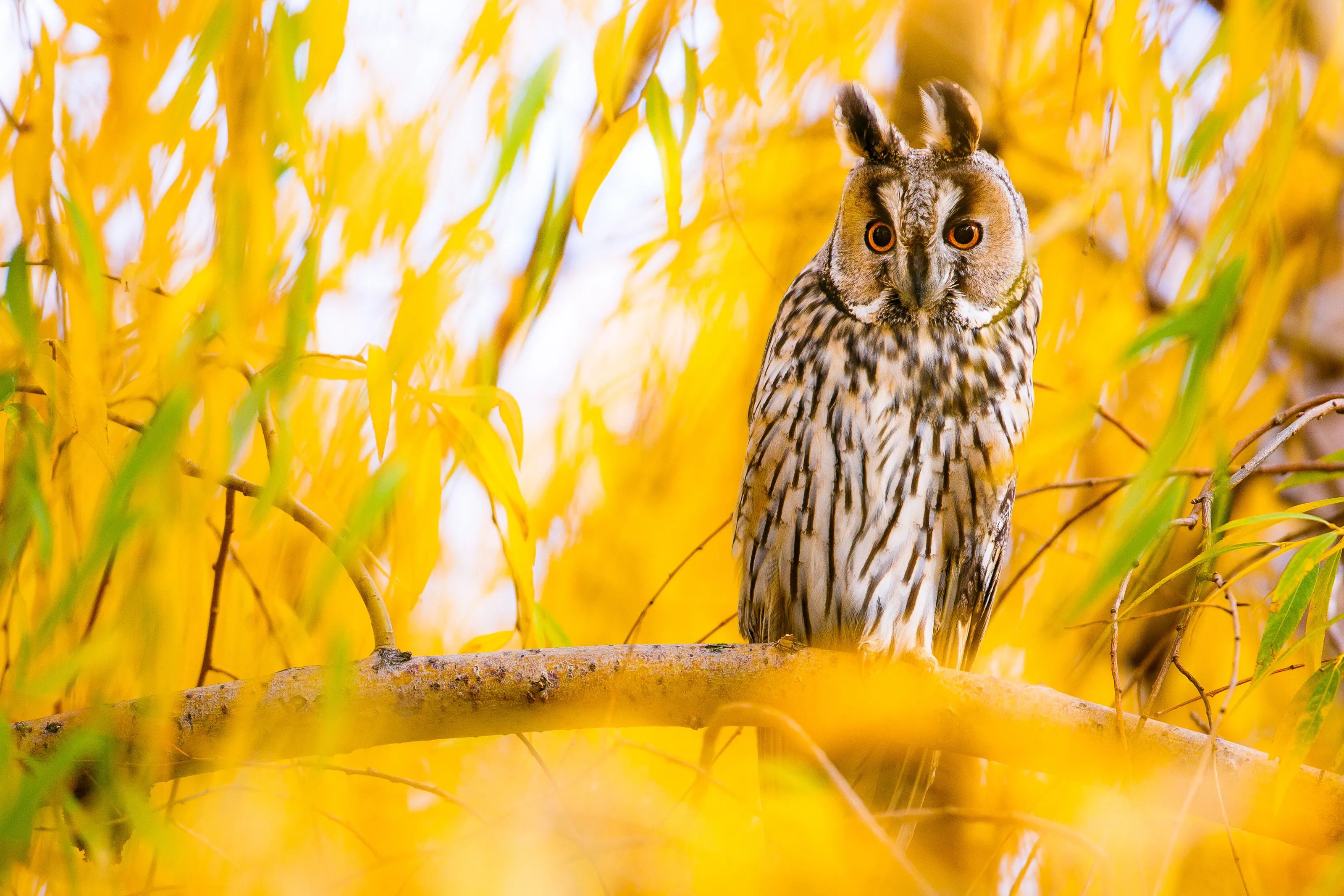 Long-eard owl in willow