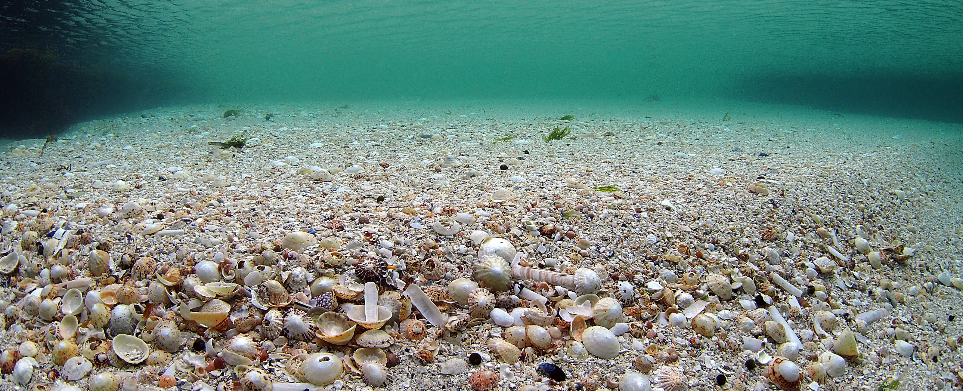 Seashells on the seashore