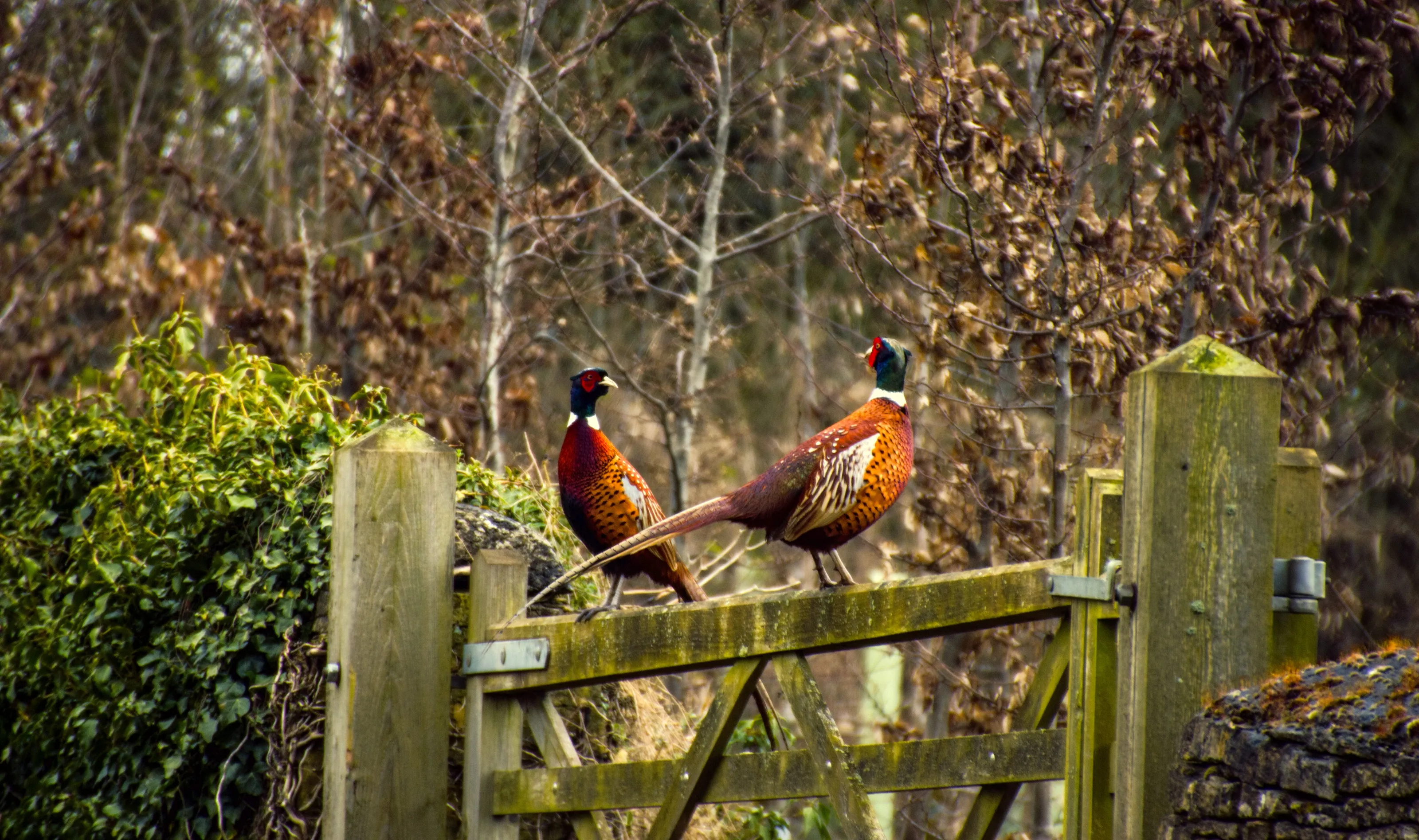 a brace of pheasants