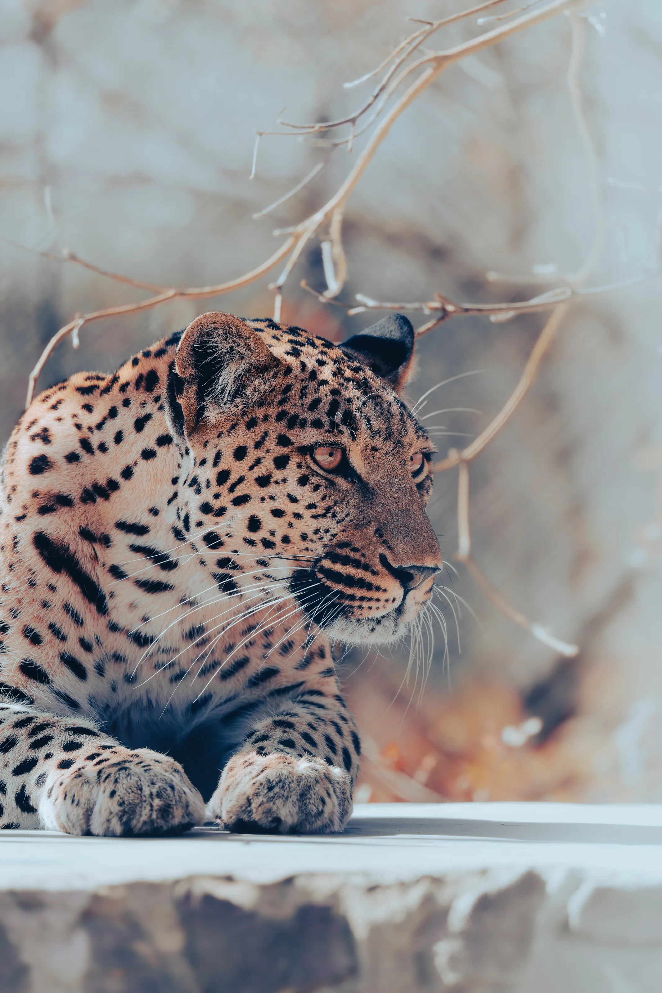 Lonely Leopard