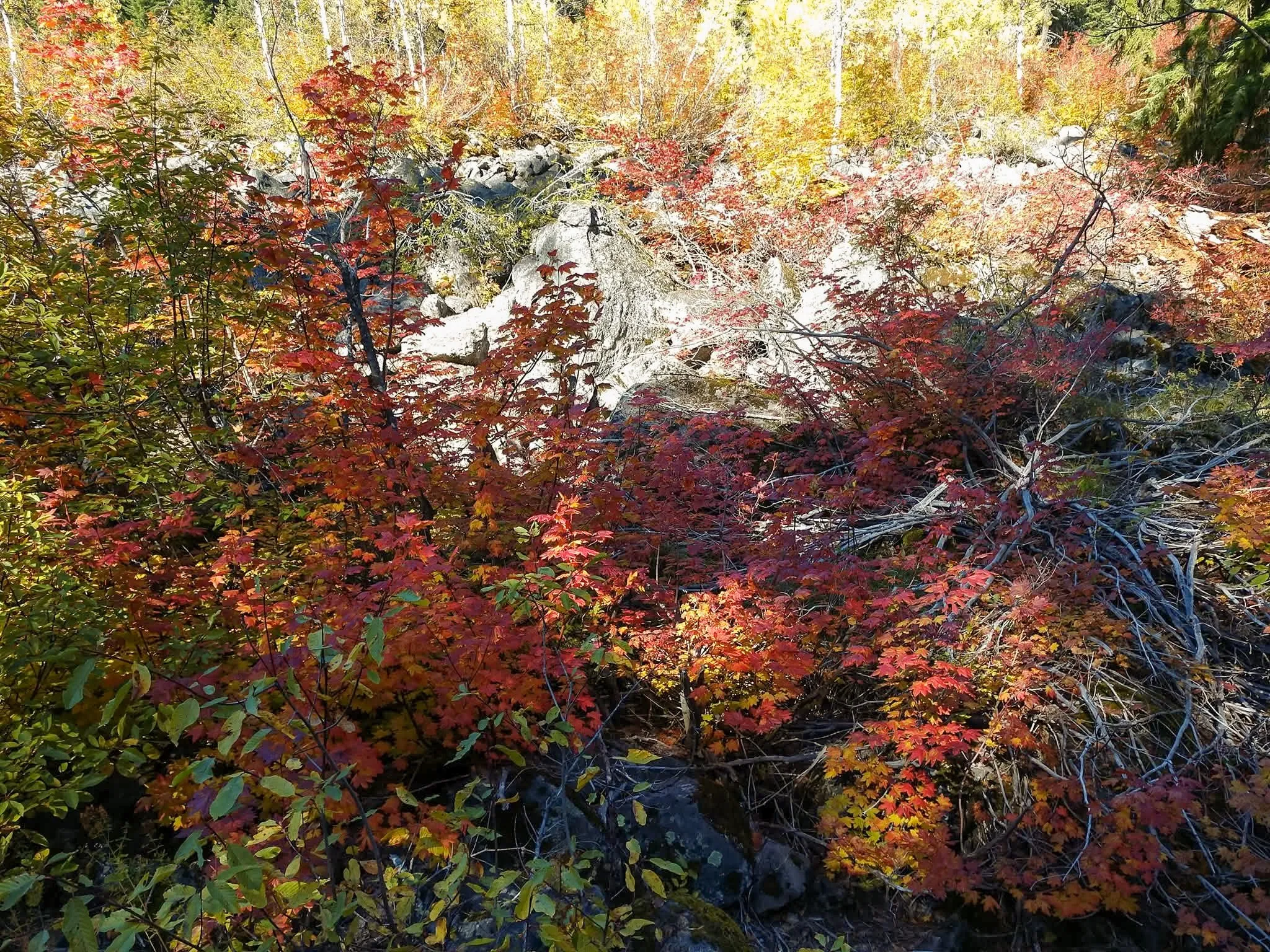 Autumn Burst