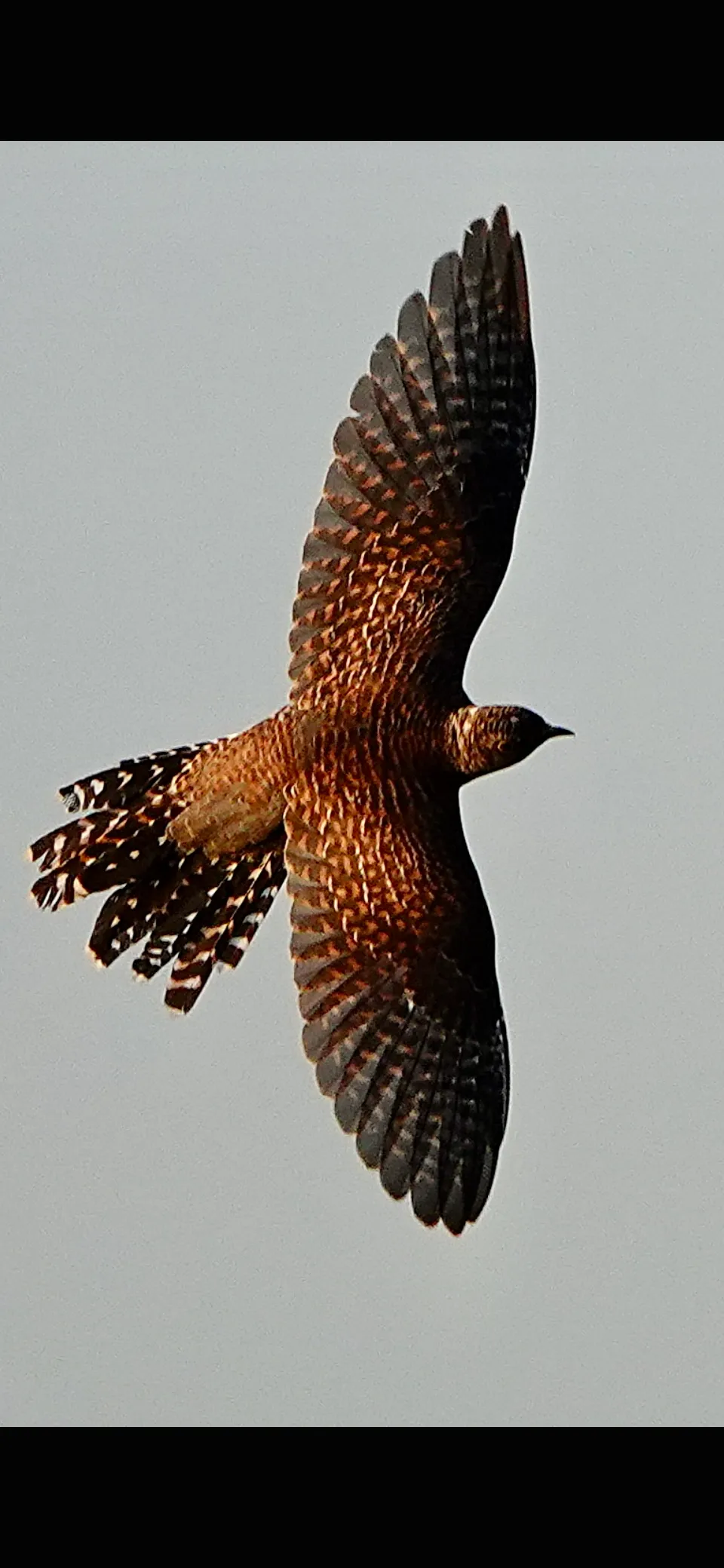 Young Cuckoo