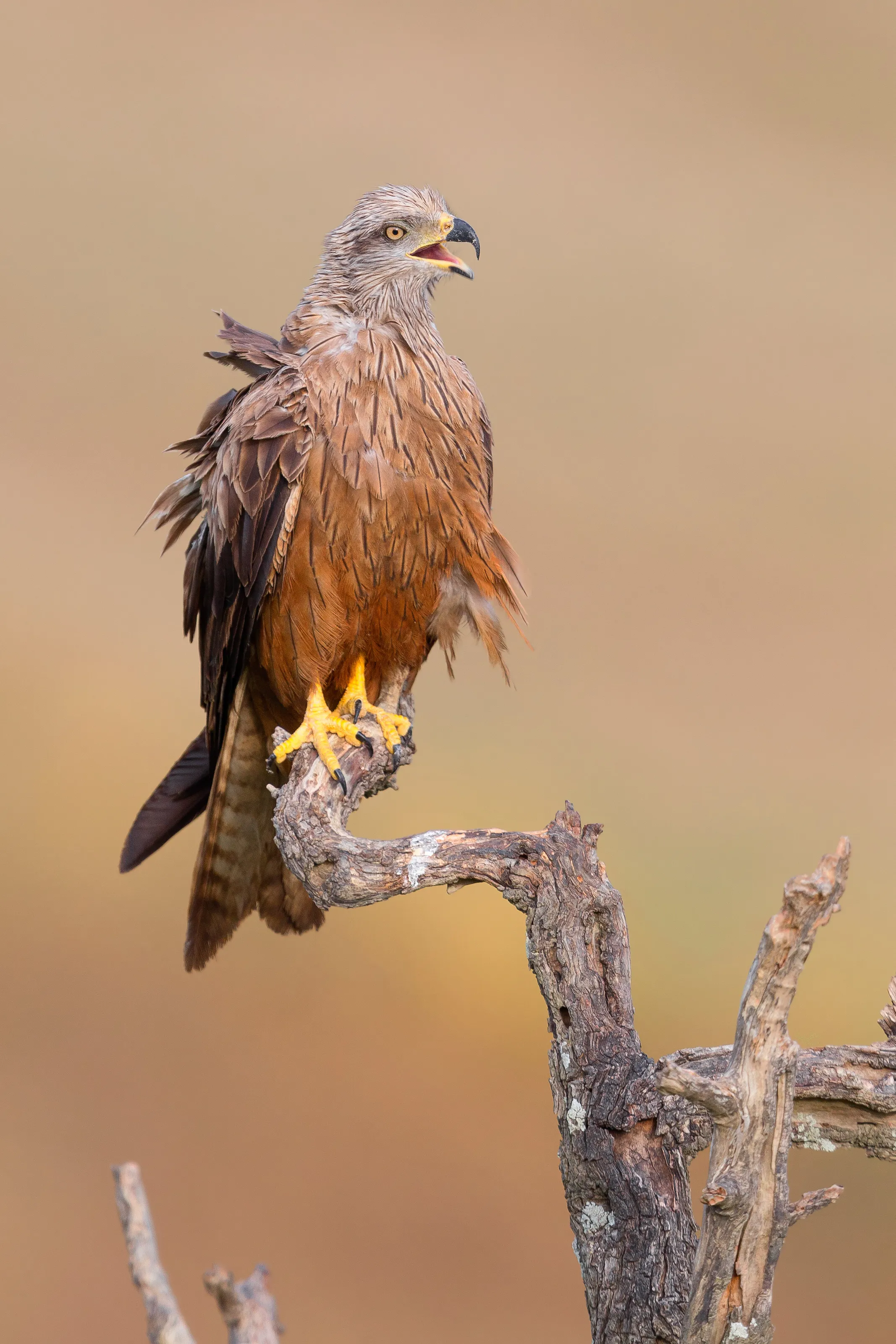 Black Kite on a dead tree