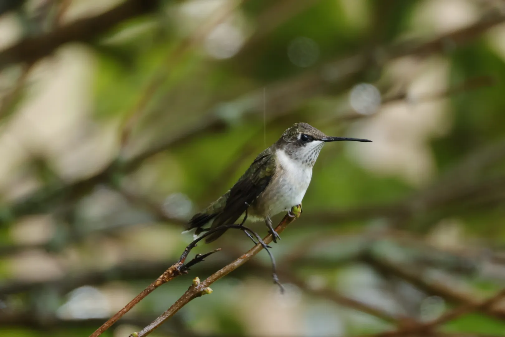 Hummingbird