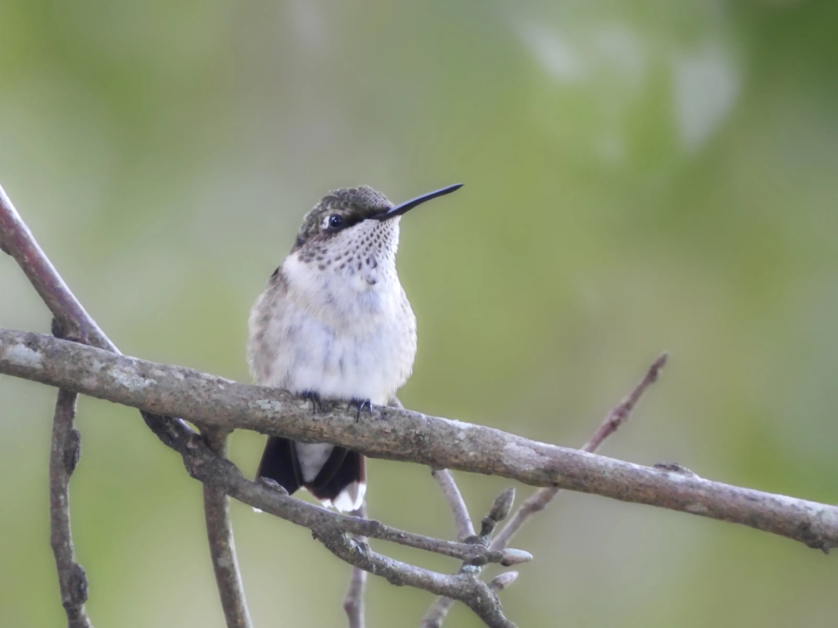 Hummingbird