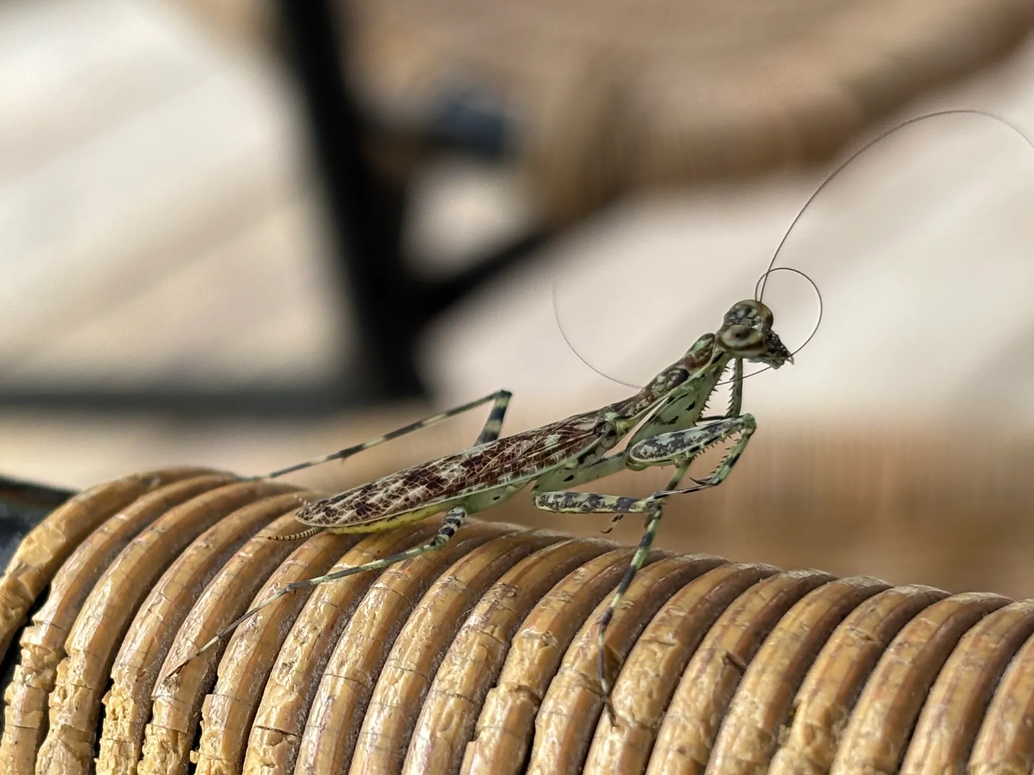 Praying Mantis in Belize