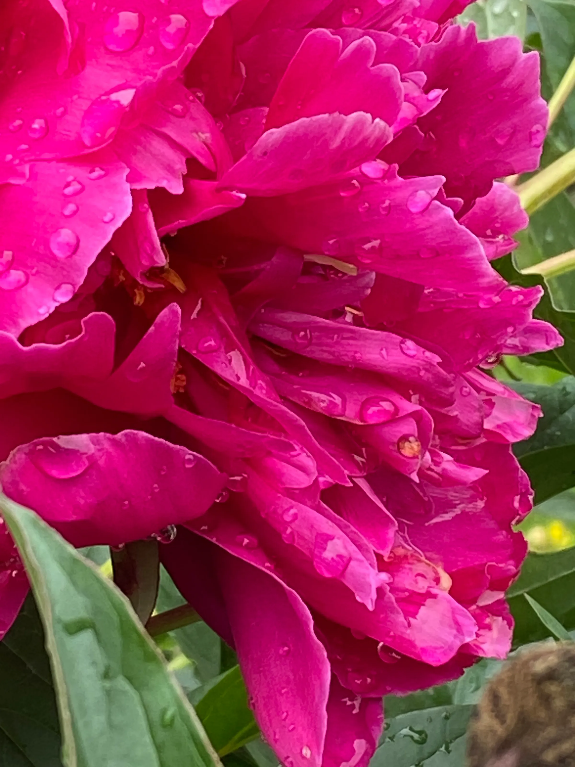 Leroy’s Bloom