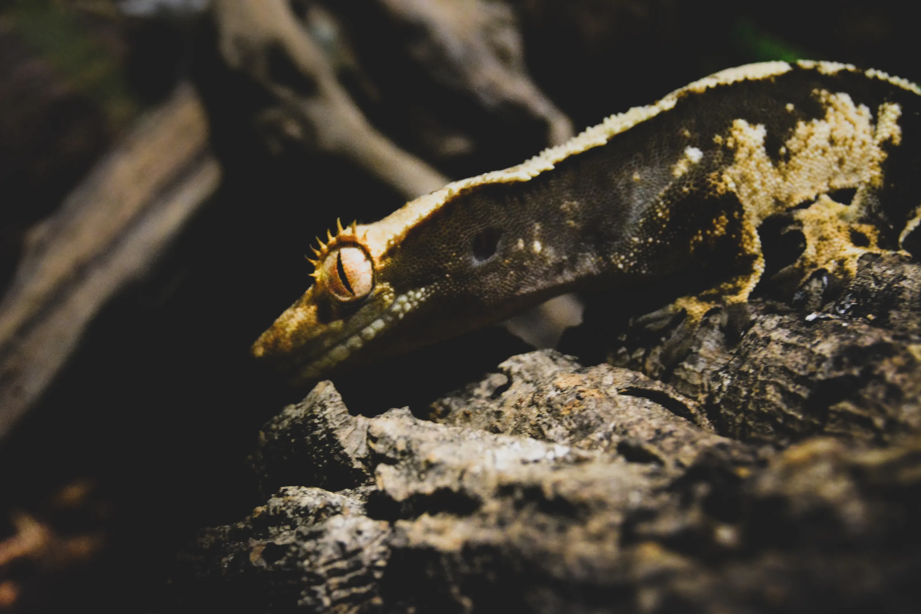 Geckos à crête domestique