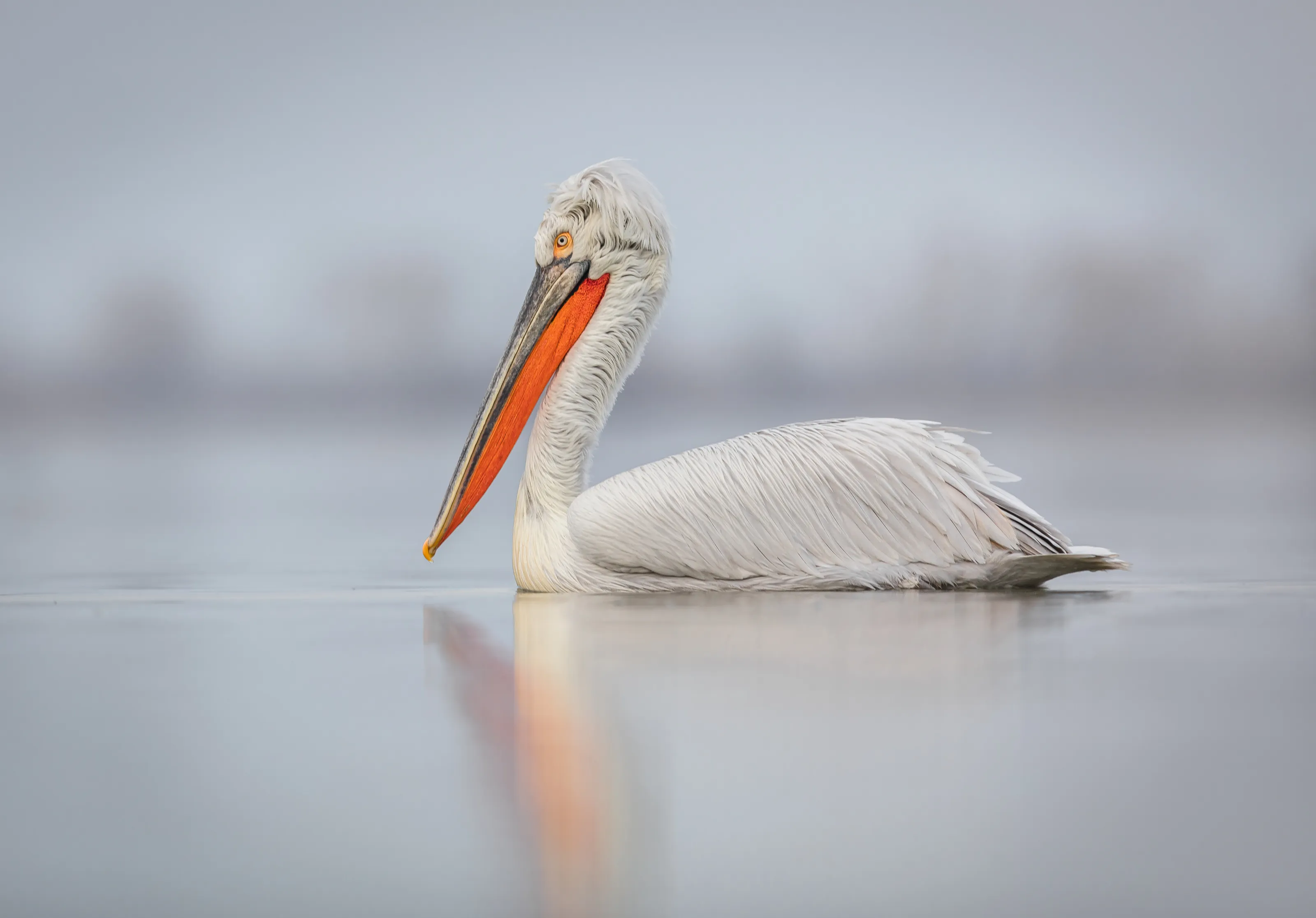 Serene beauty
