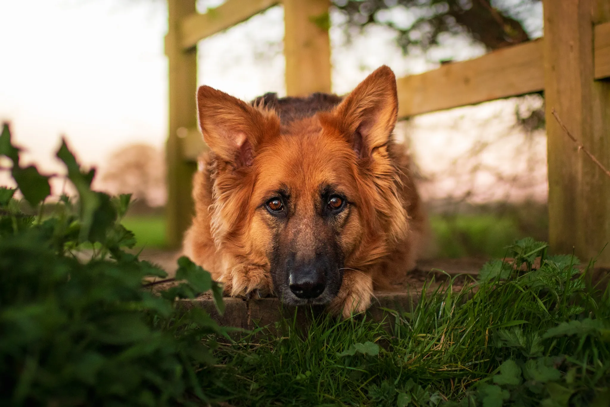 shepherds focus