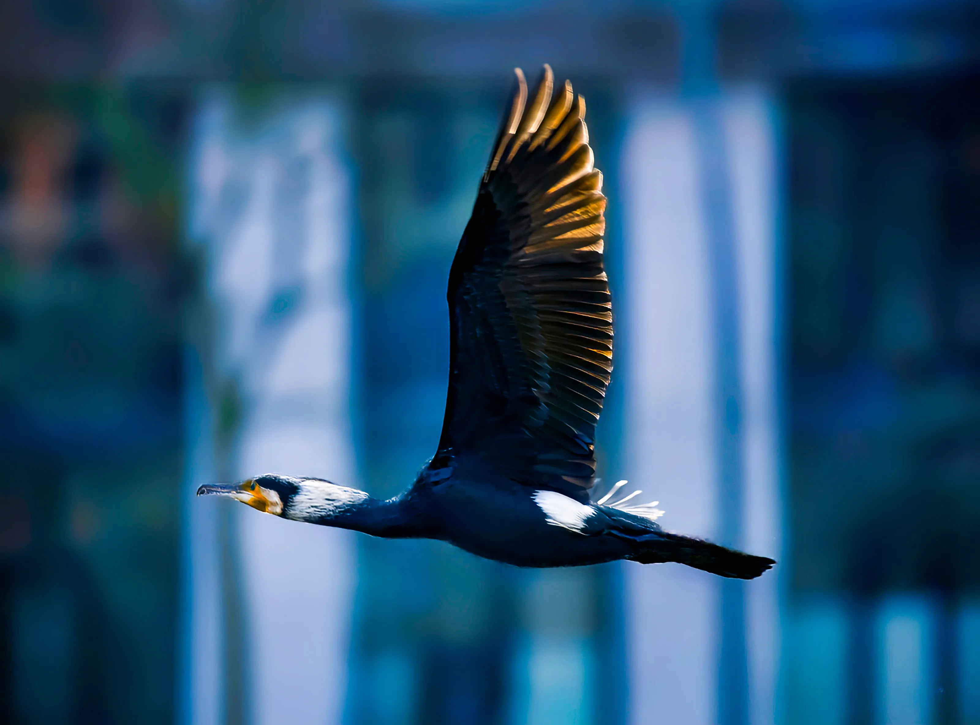 Waterfowl flying