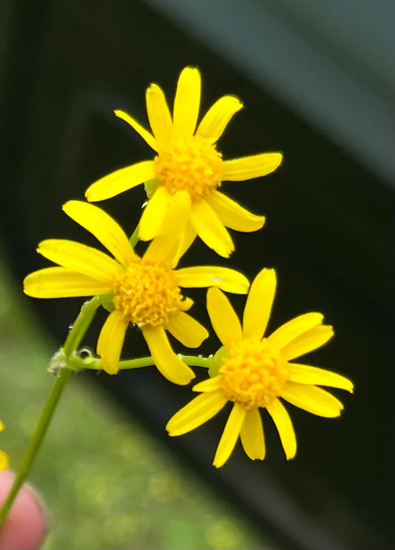 Wild Flowers