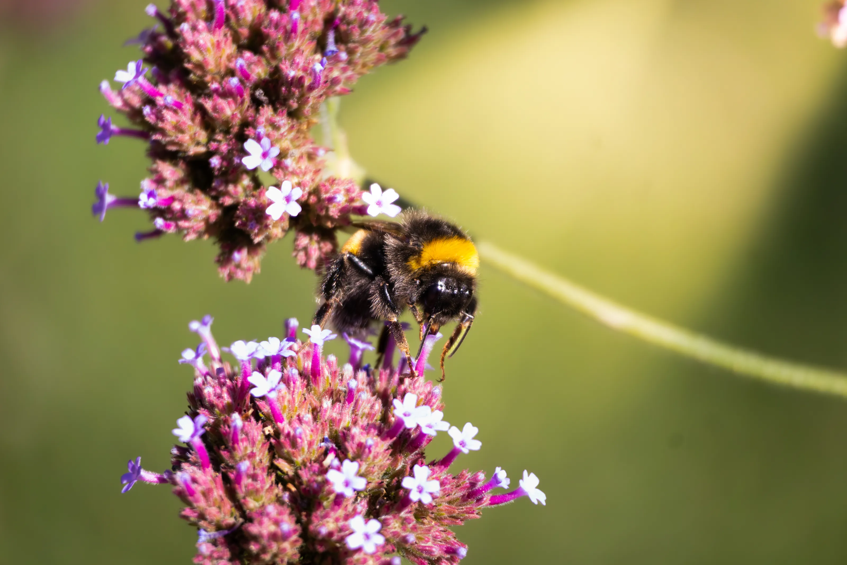 Bourdon terrestre - Bombus terrestris entrain de butiner