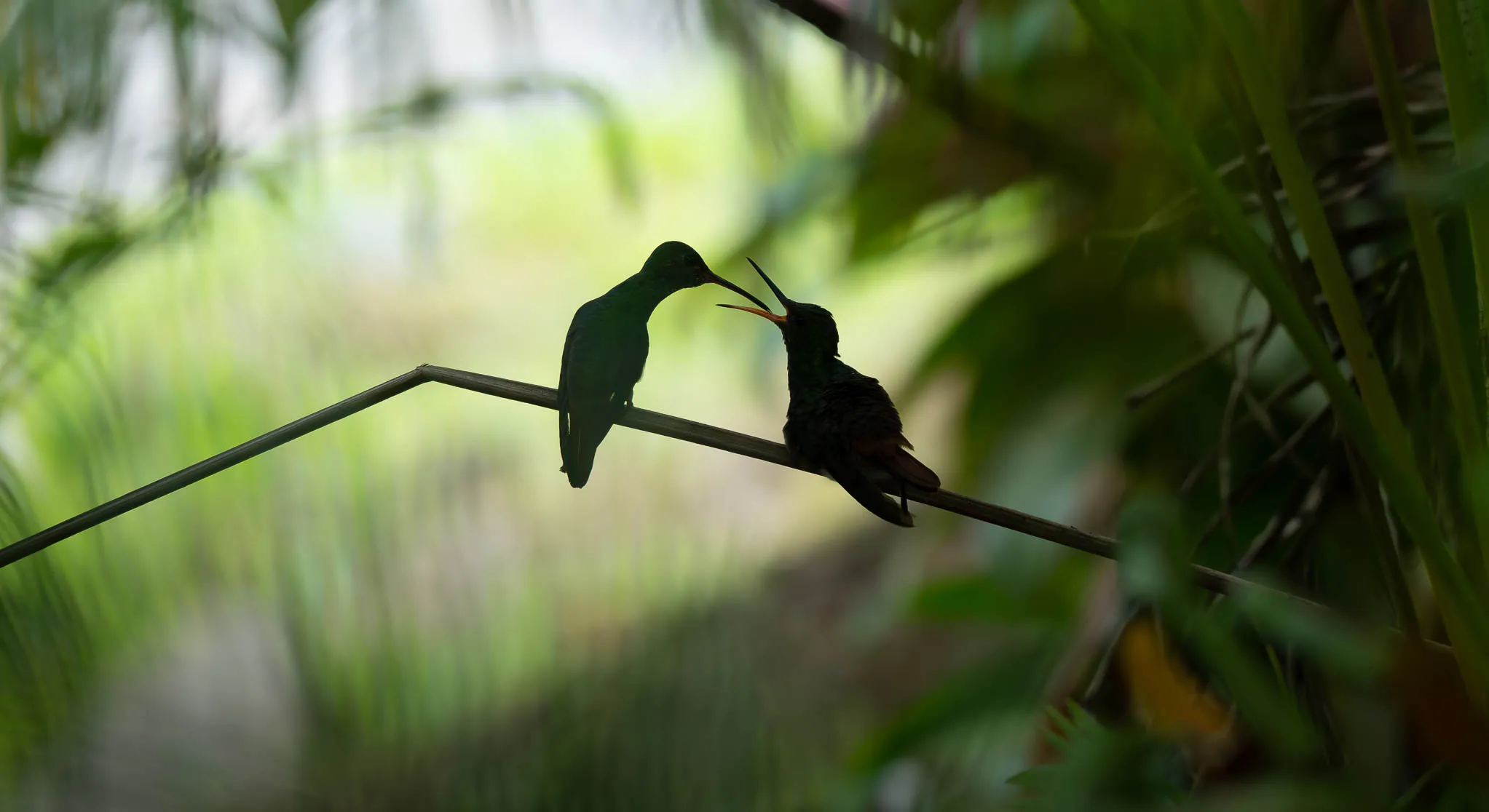 Rufous-tailed hummingbird juvenile being fed