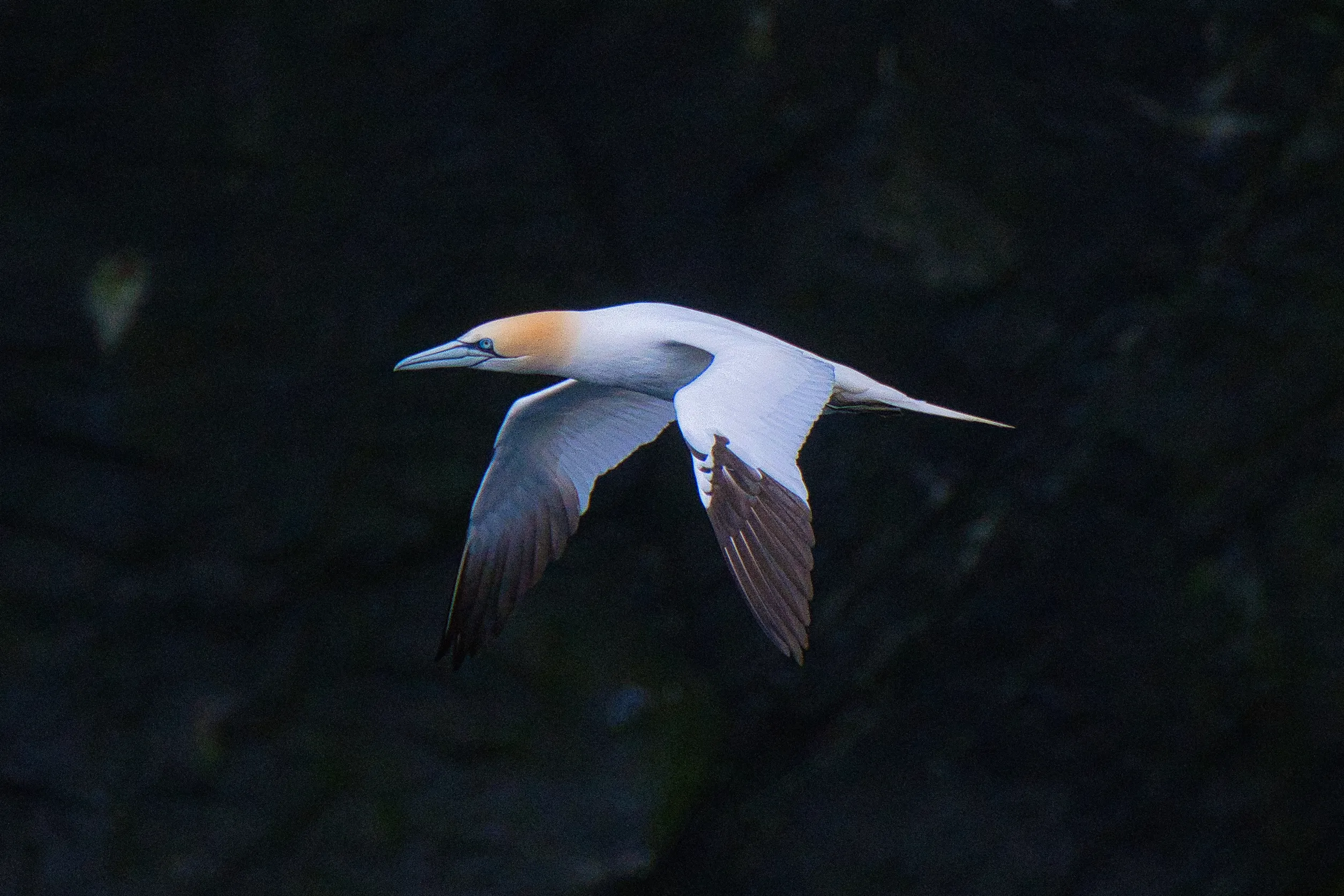 Gannets