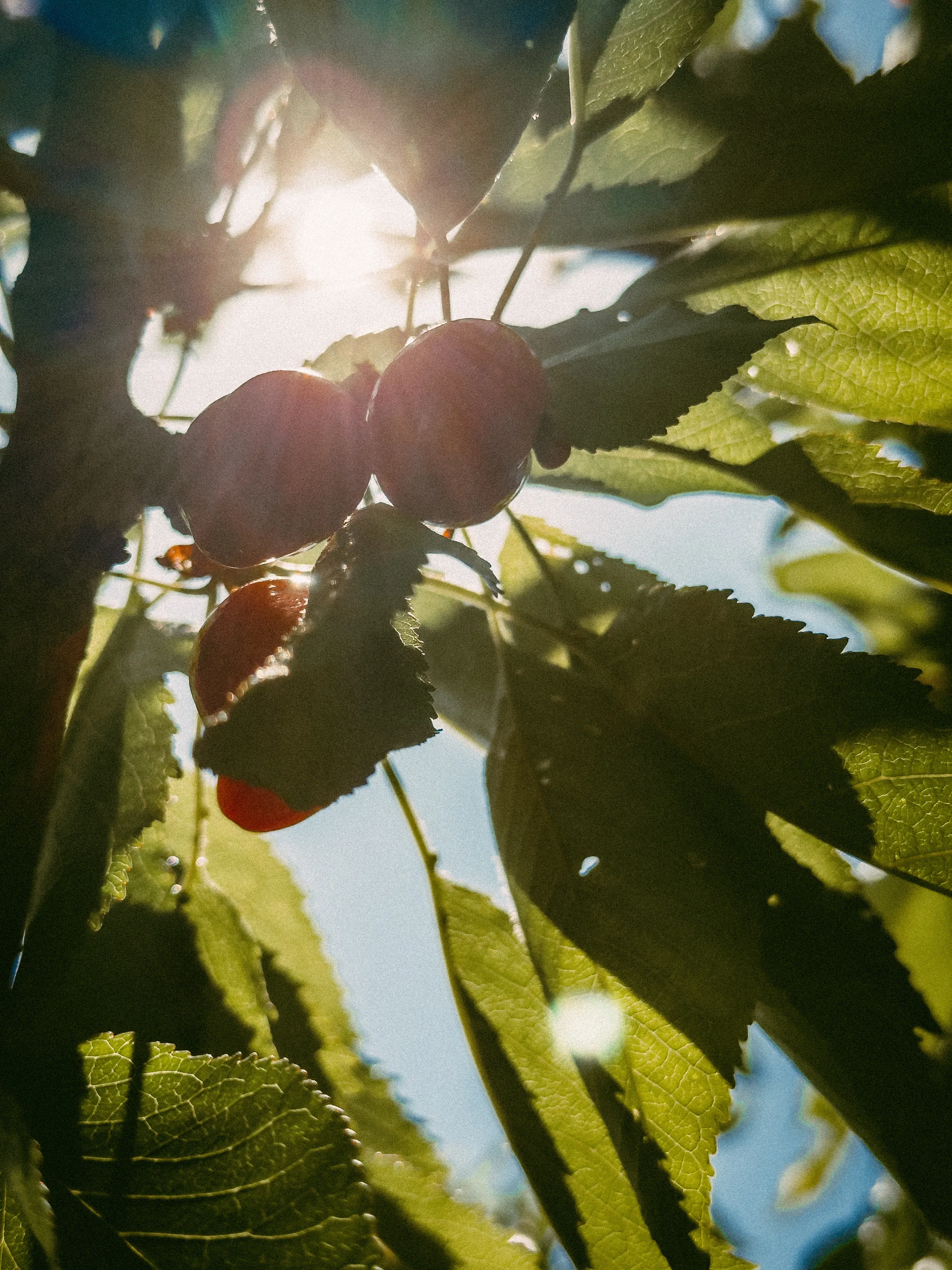 Forbidden Fruit