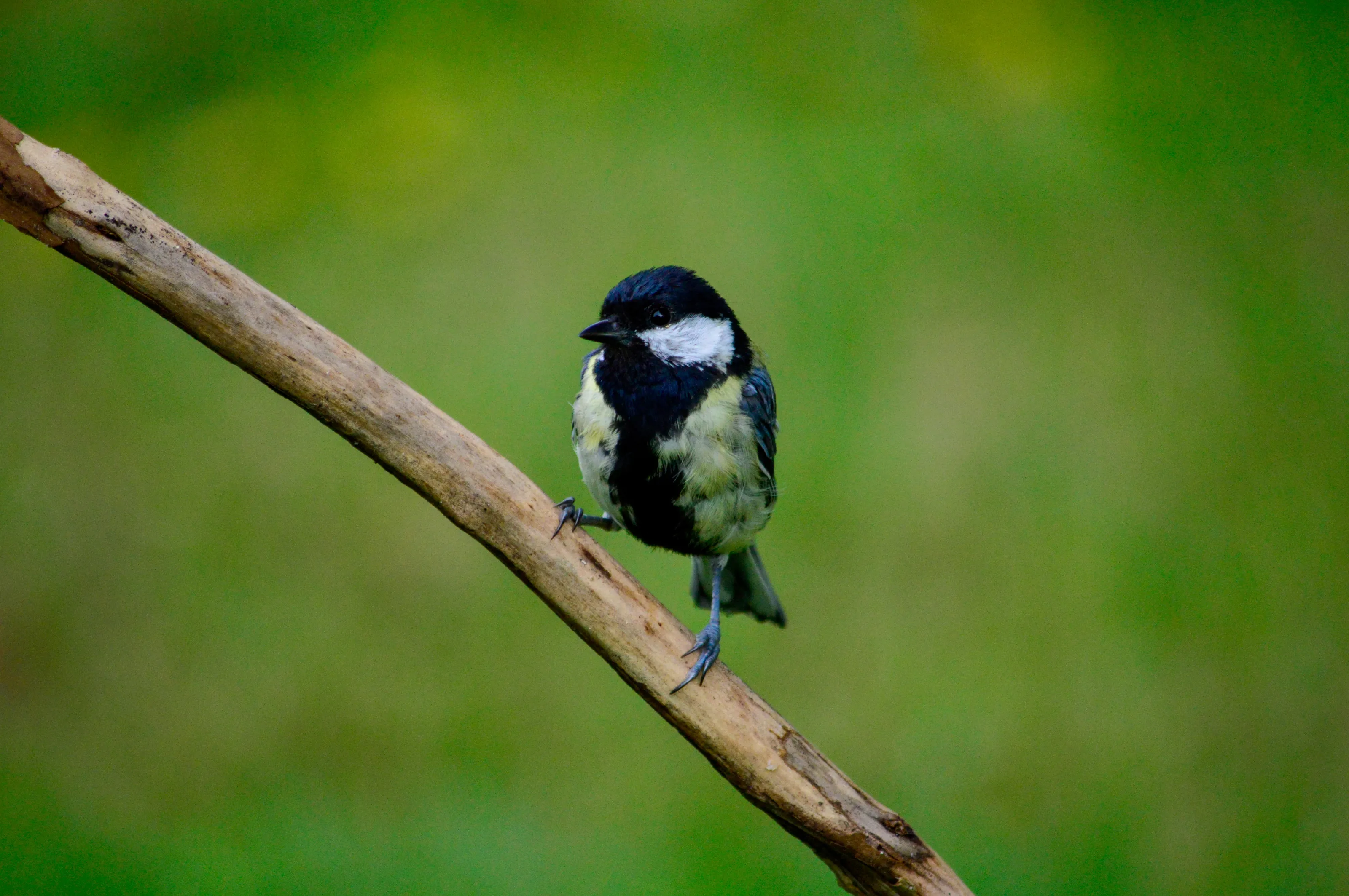 Great tit