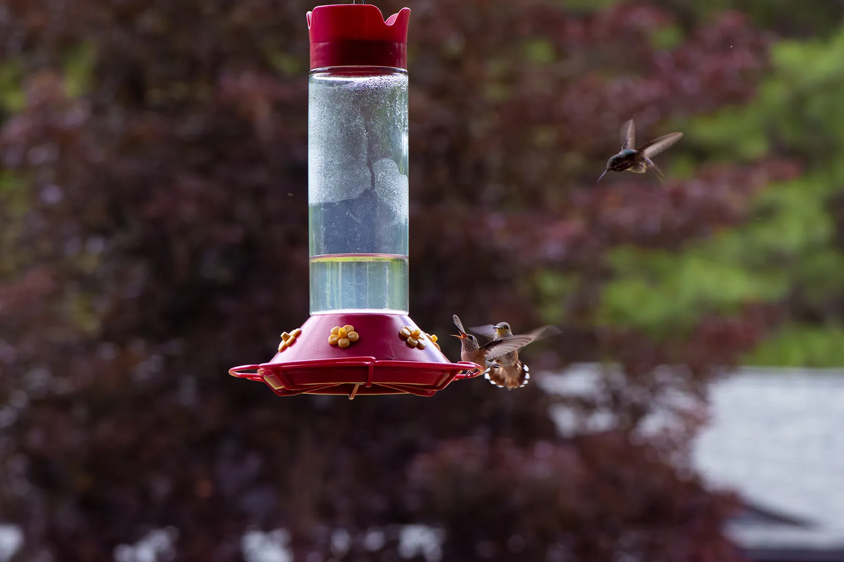 Hummingbird air defense