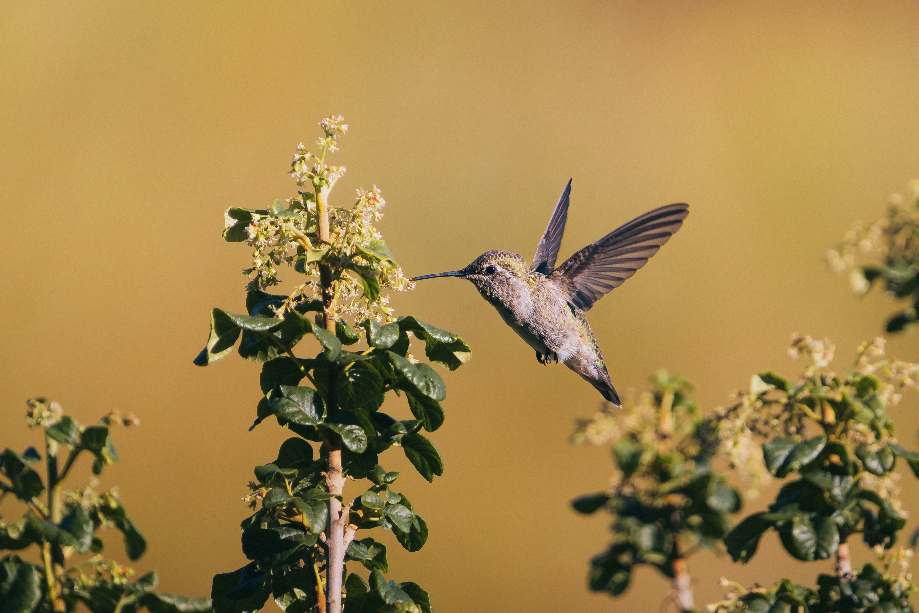 Anna's Hummingbird